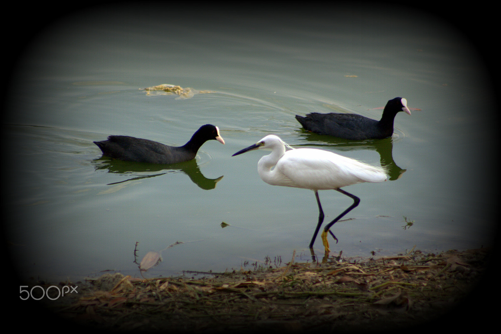 Canon EOS 700D (EOS Rebel T5i / EOS Kiss X7i) + EF75-300mm f/4-5.6 sample photo. Birds photography