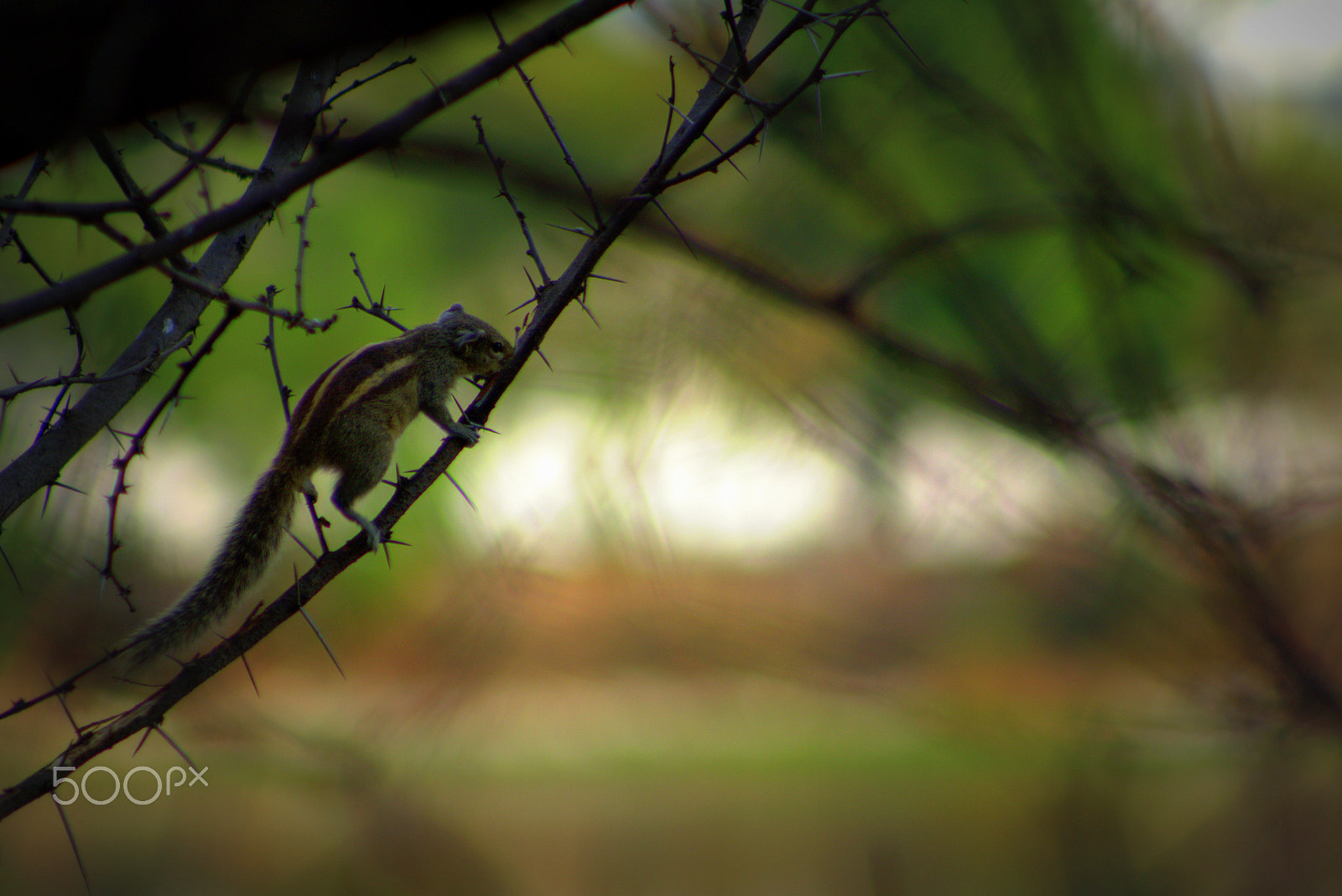 Canon EOS 700D (EOS Rebel T5i / EOS Kiss X7i) + EF75-300mm f/4-5.6 sample photo. Birds photography