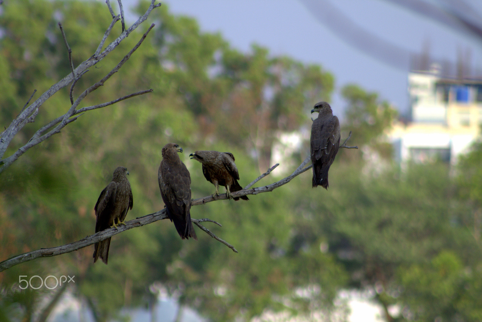 Canon EOS 700D (EOS Rebel T5i / EOS Kiss X7i) + EF75-300mm f/4-5.6 sample photo. Birds photography