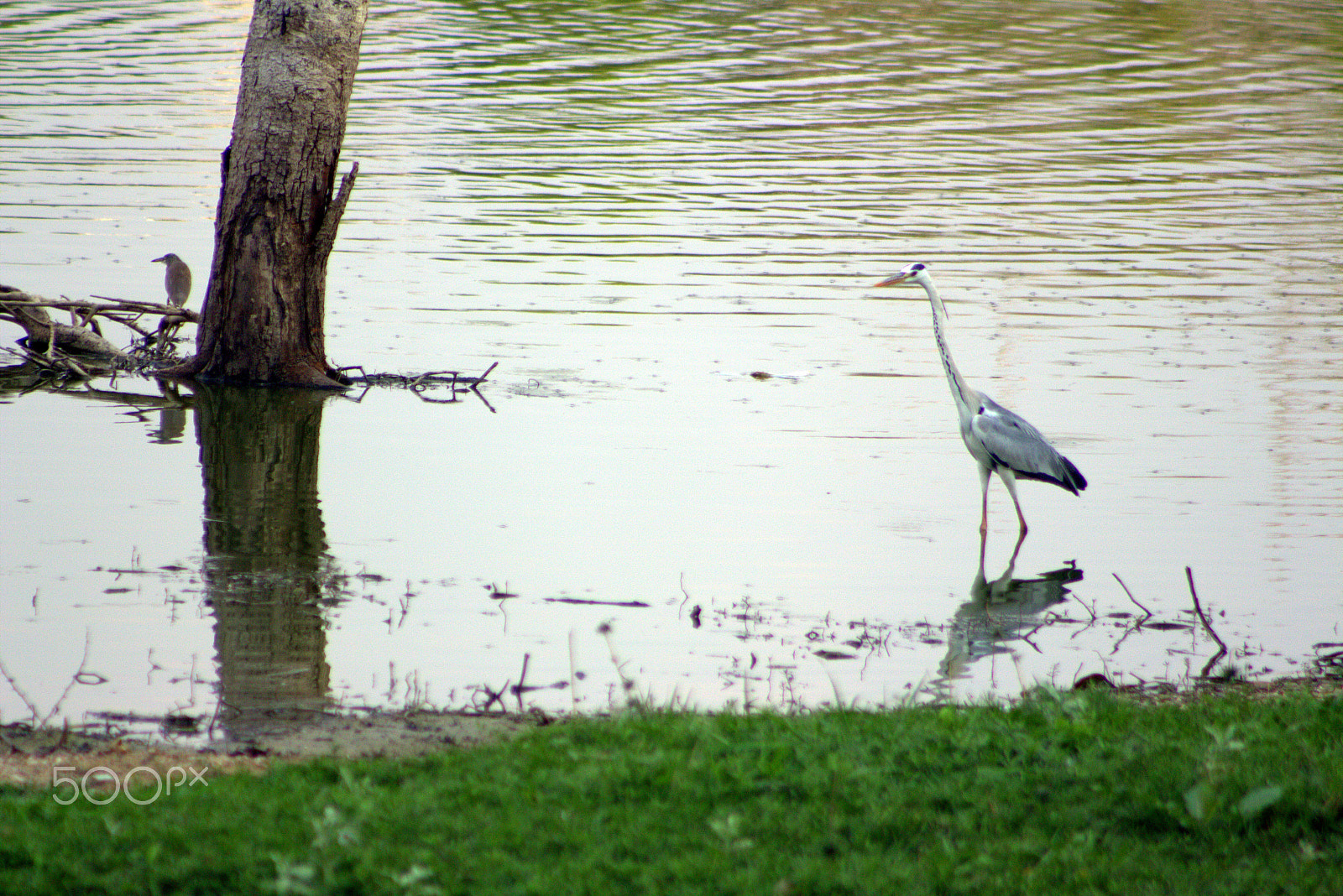 Canon EOS 700D (EOS Rebel T5i / EOS Kiss X7i) sample photo. Birds photography