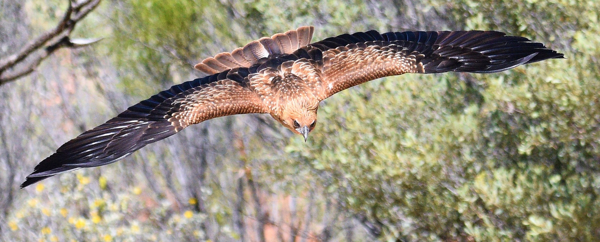 Nikon D810 sample photo. Black kite photography