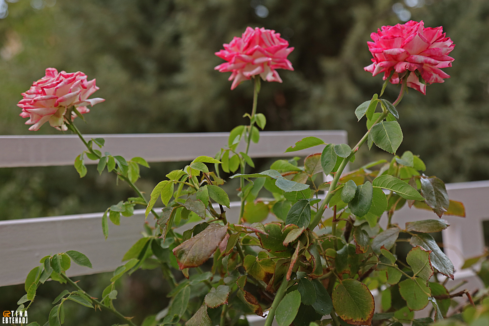 Canon EOS 5DS R sample photo. Untitled photography