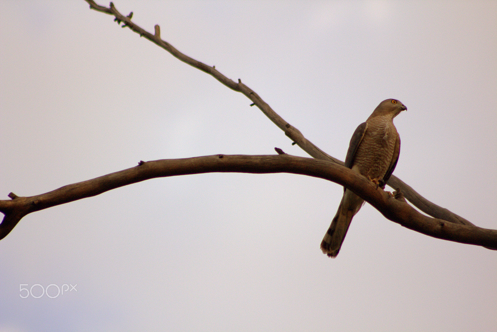 Canon EOS 700D (EOS Rebel T5i / EOS Kiss X7i) + EF75-300mm f/4-5.6 sample photo. Birds photography