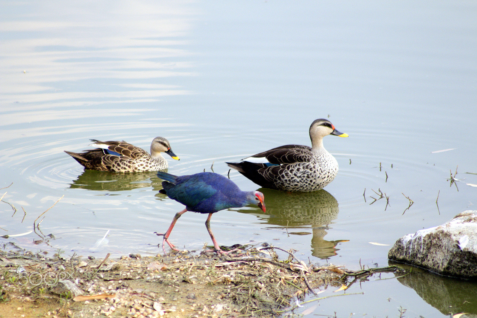 Canon EOS 700D (EOS Rebel T5i / EOS Kiss X7i) + EF75-300mm f/4-5.6 sample photo. Birds photography