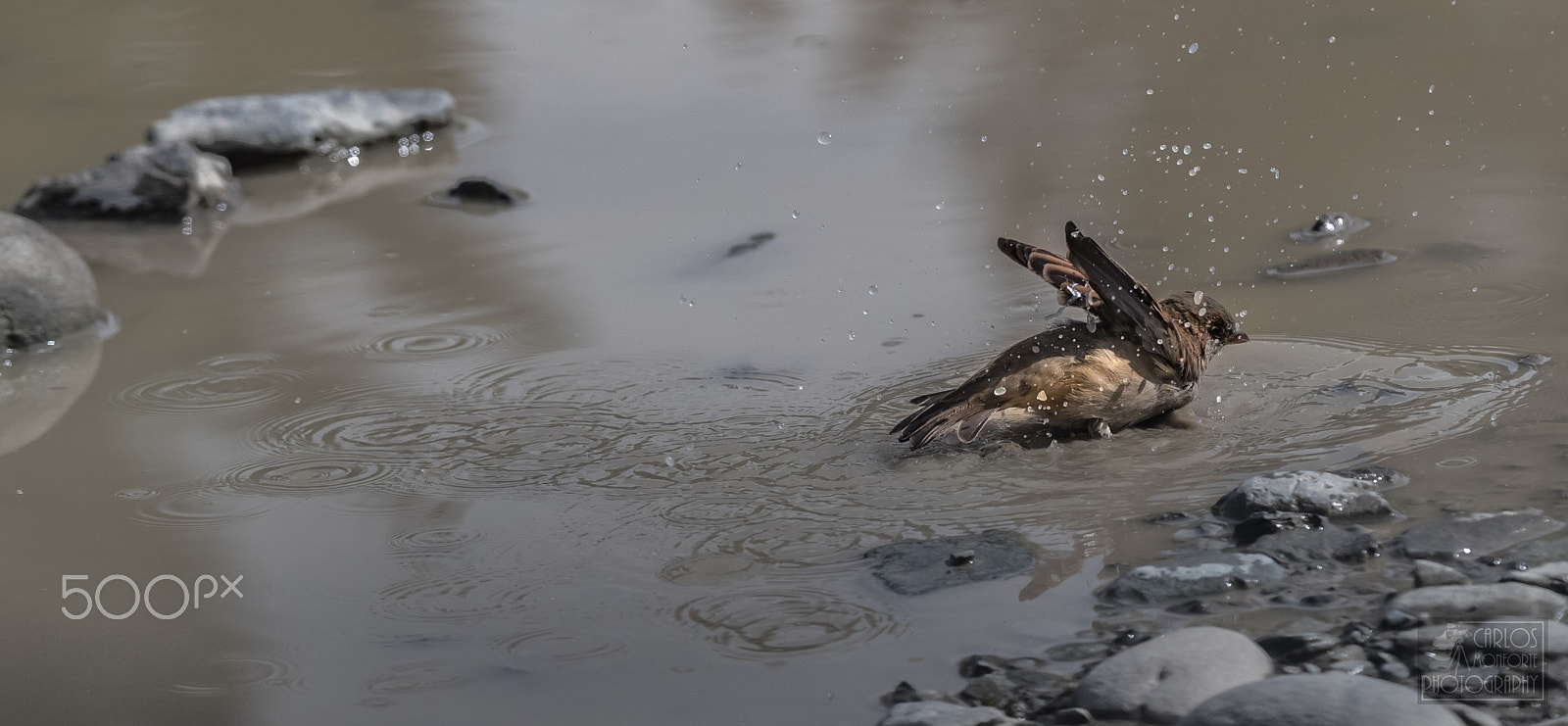 Canon EOS-1D X Mark II sample photo. Bath time (of ) photography