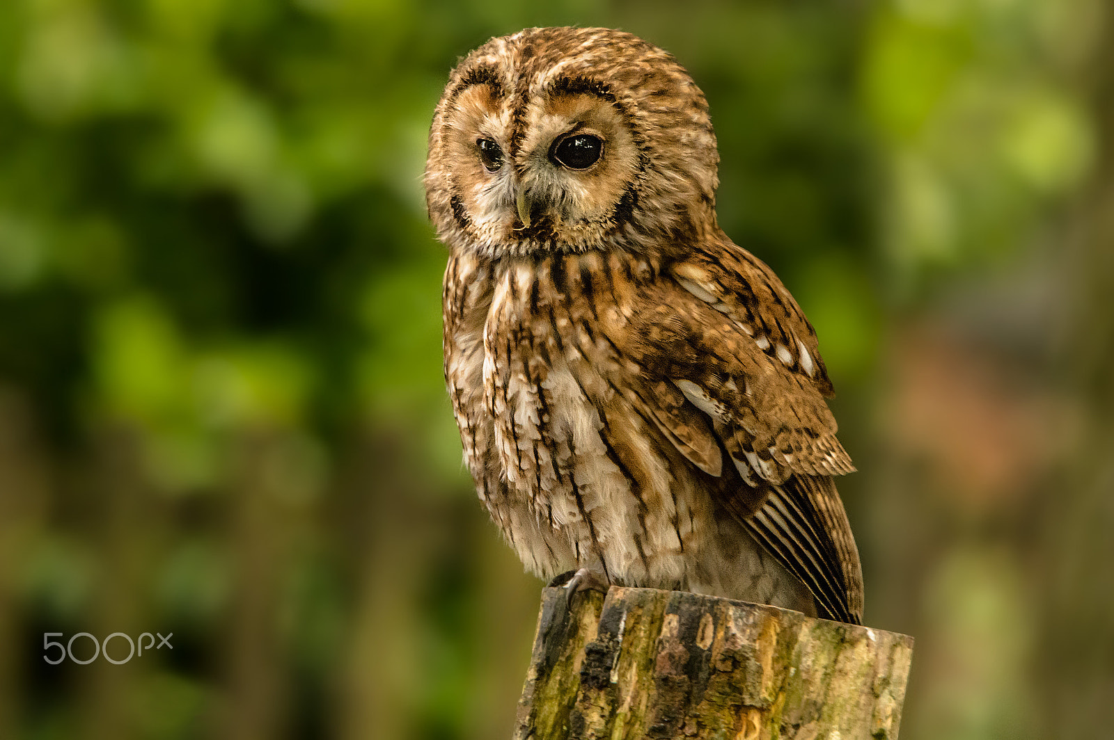 Sigma 150-500mm F5-6.3 DG OS HSM sample photo. Perched photography