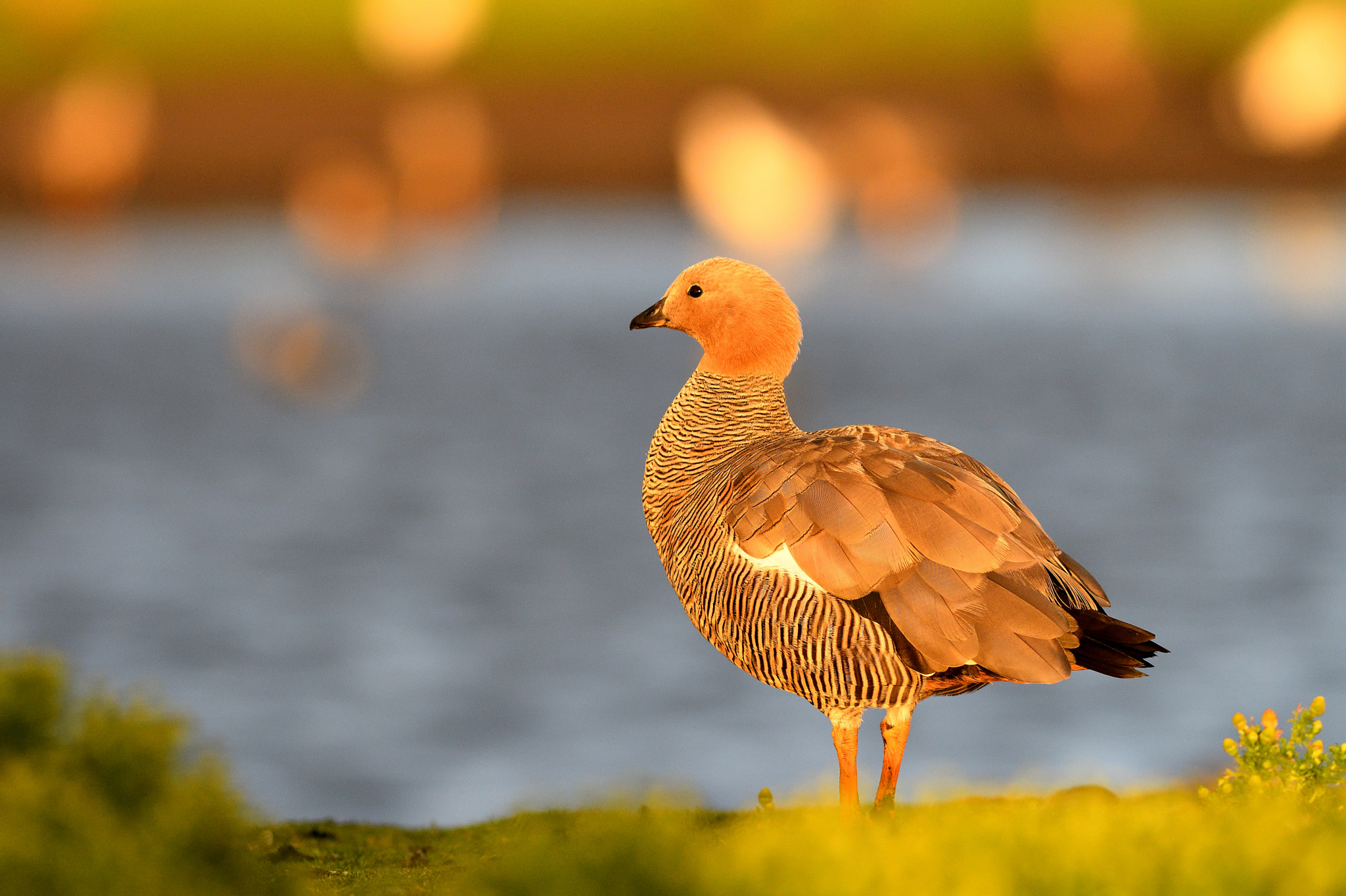 Nikon AF-S Nikkor 300mm F2.8G ED VR II sample photo. Upland goose (female) photography