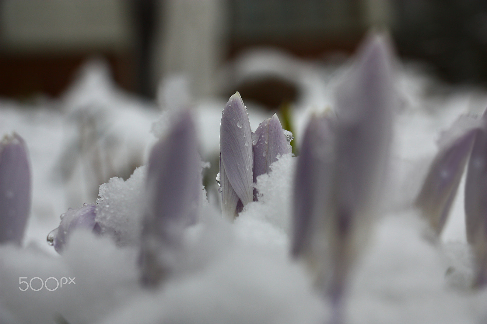 Canon EOS 450D (EOS Rebel XSi / EOS Kiss X2) sample photo. Background crocuses. photography