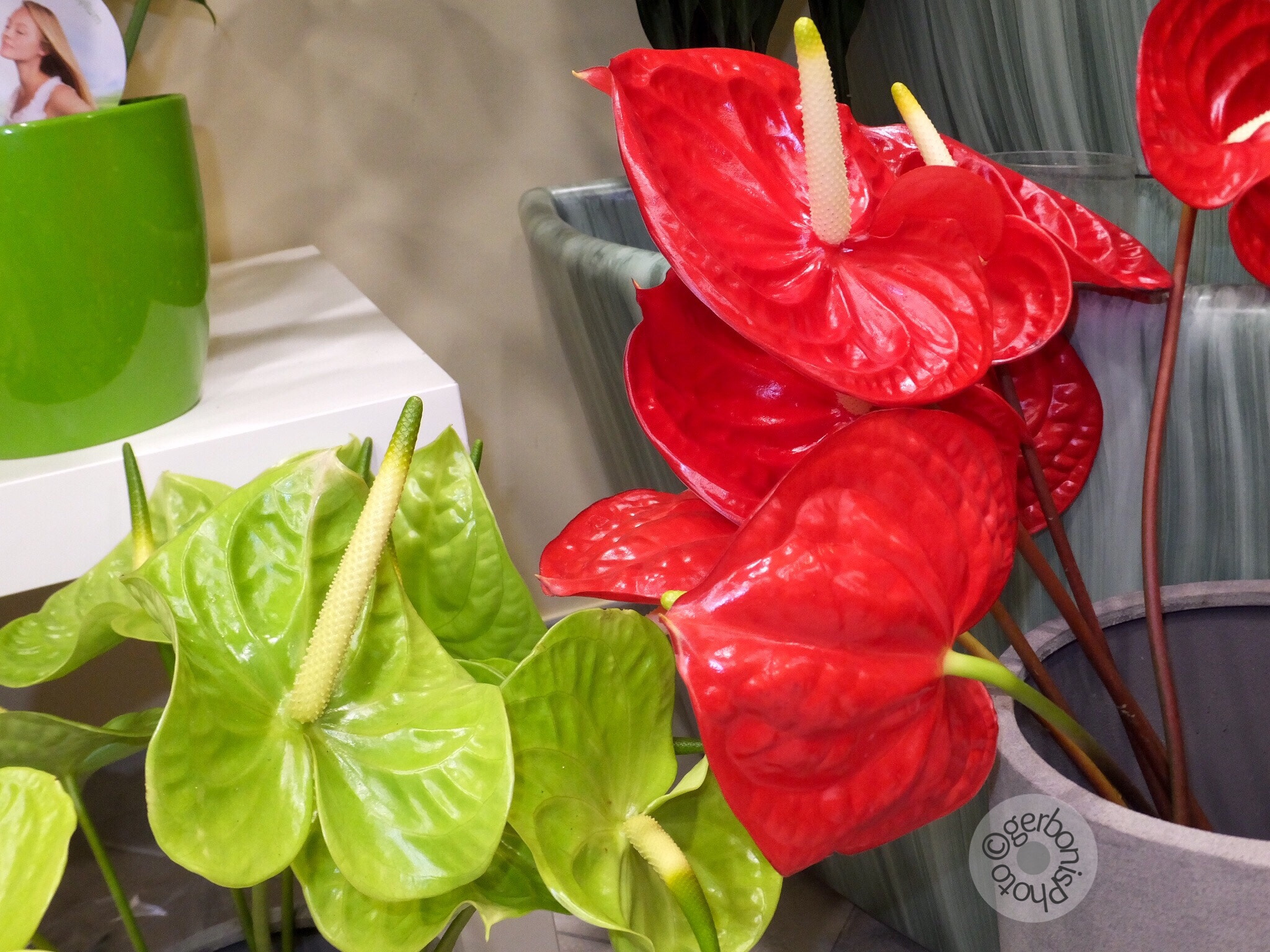 Fujifilm FinePix F900EXR sample photo. Green and red anthuriums photography