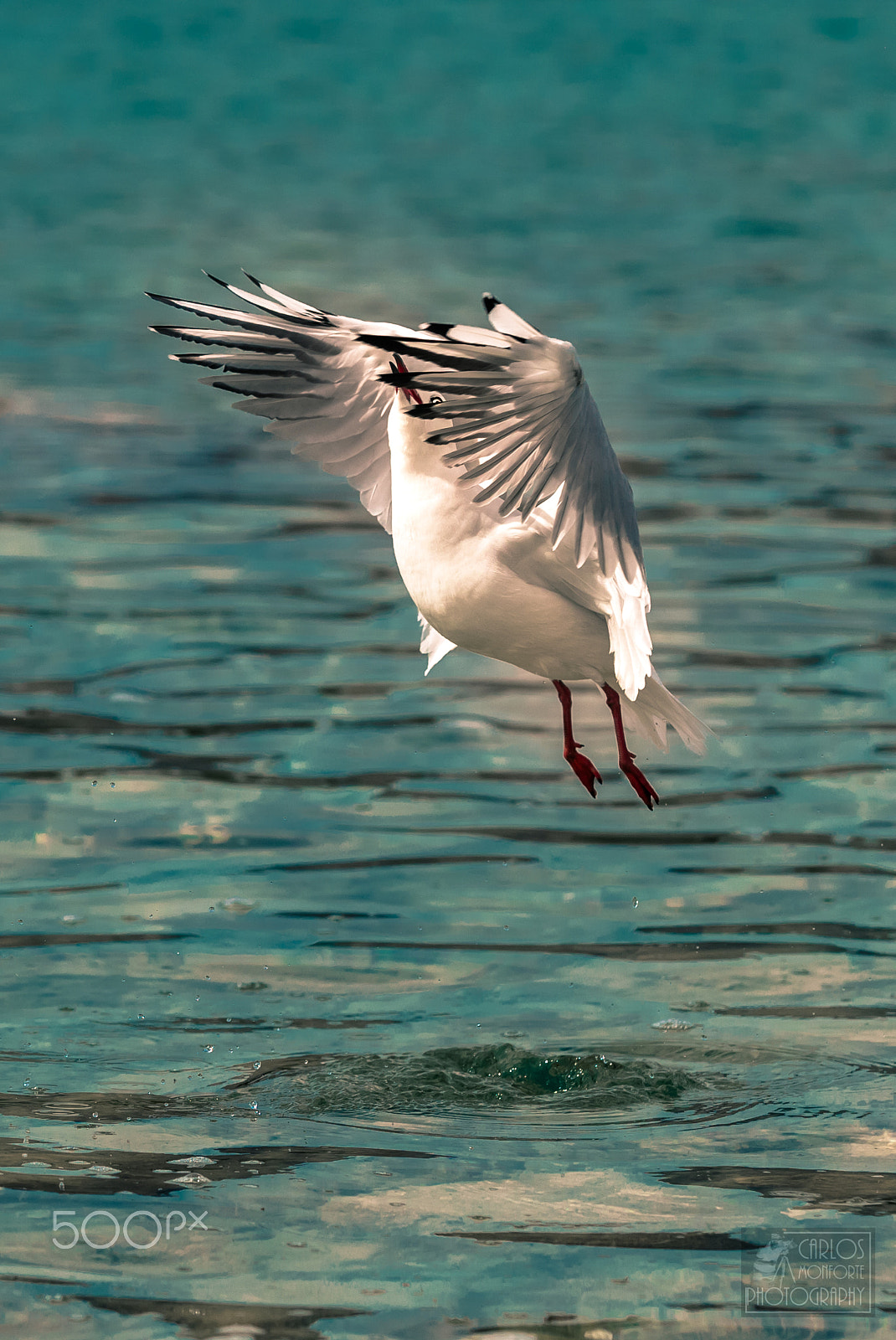 Canon EOS-1D X Mark II sample photo. Majestically (of ) photography