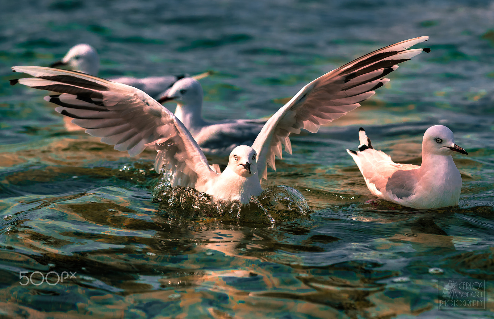 Canon EOS-1D X Mark II sample photo. Majestically photography