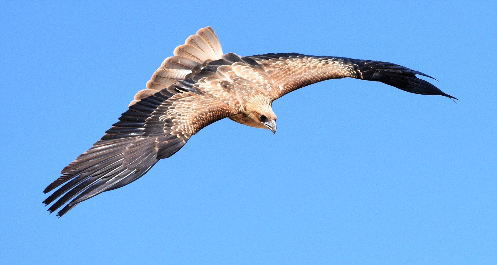 Sigma 150-600mm F5-6.3 DG OS HSM | S sample photo. Black kite photography