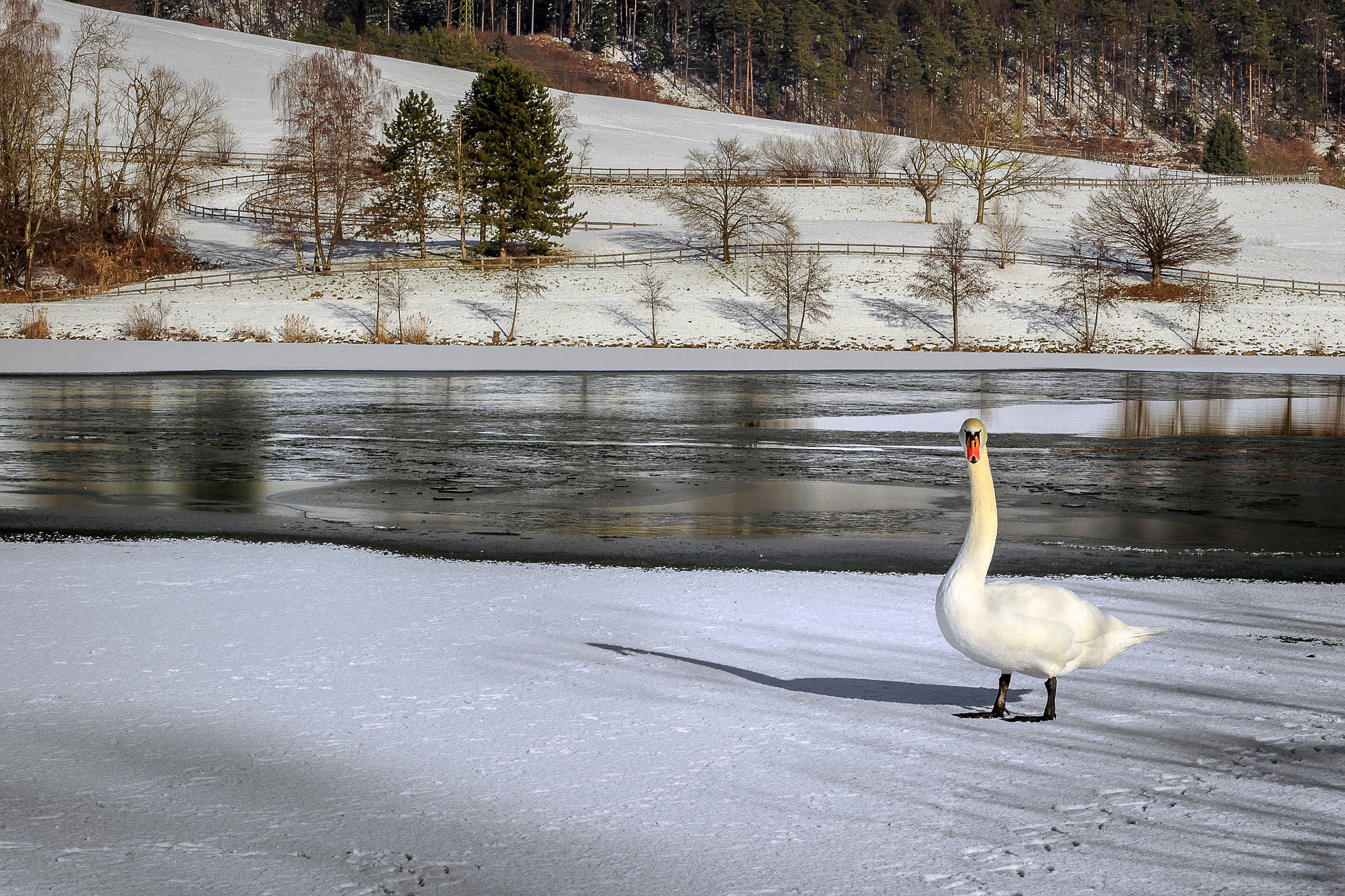 Canon EOS 650D (EOS Rebel T4i / EOS Kiss X6i) + Canon EF 50mm F1.8 STM sample photo. Swan photography