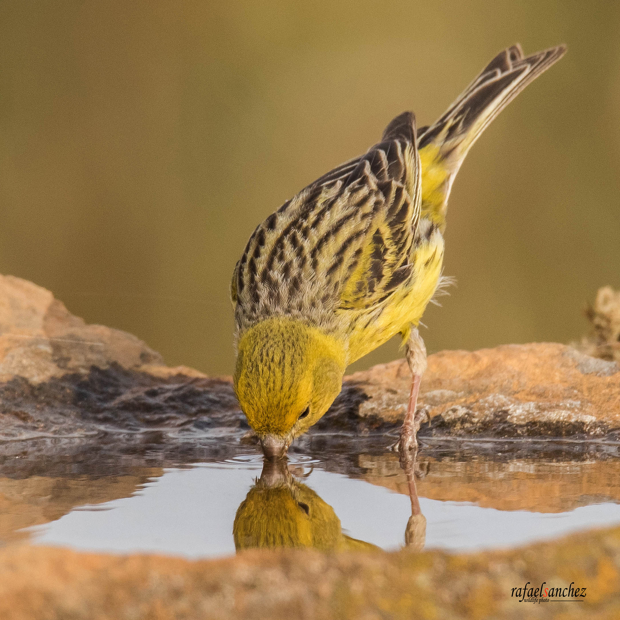 150-600mm F5-6.3 DG OS HSM | Sports 014 sample photo. Canario silvestre - atlantic canary photography