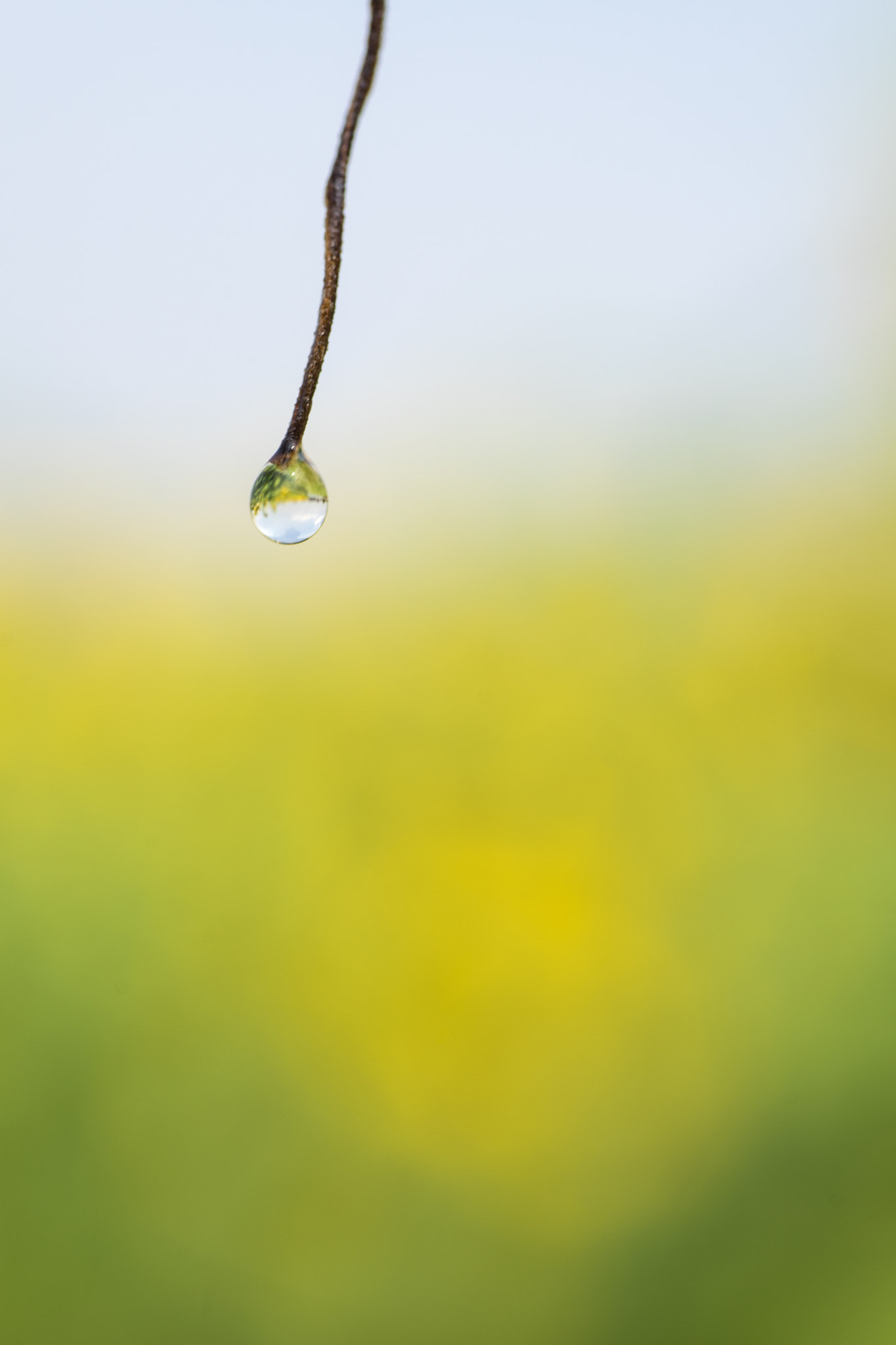 Sony a7 + Sigma 70mm F2.8 EX DG Macro sample photo. _dsc5199-1.jpg photography