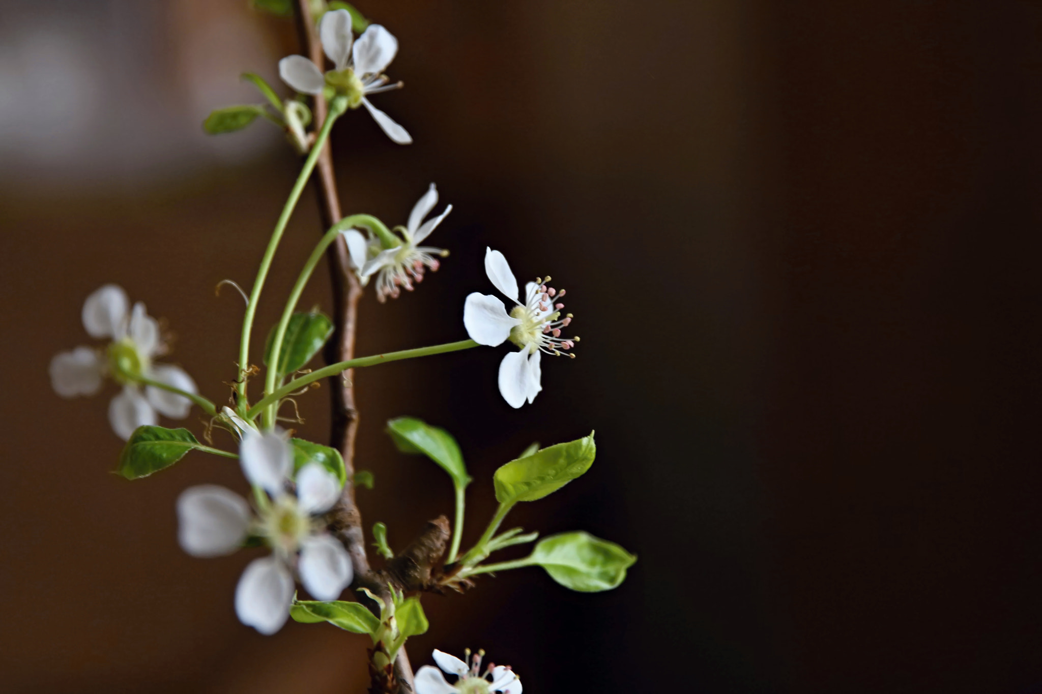 Canon EF 24-70mm F2.8L II USM sample photo. Pear blossom photography