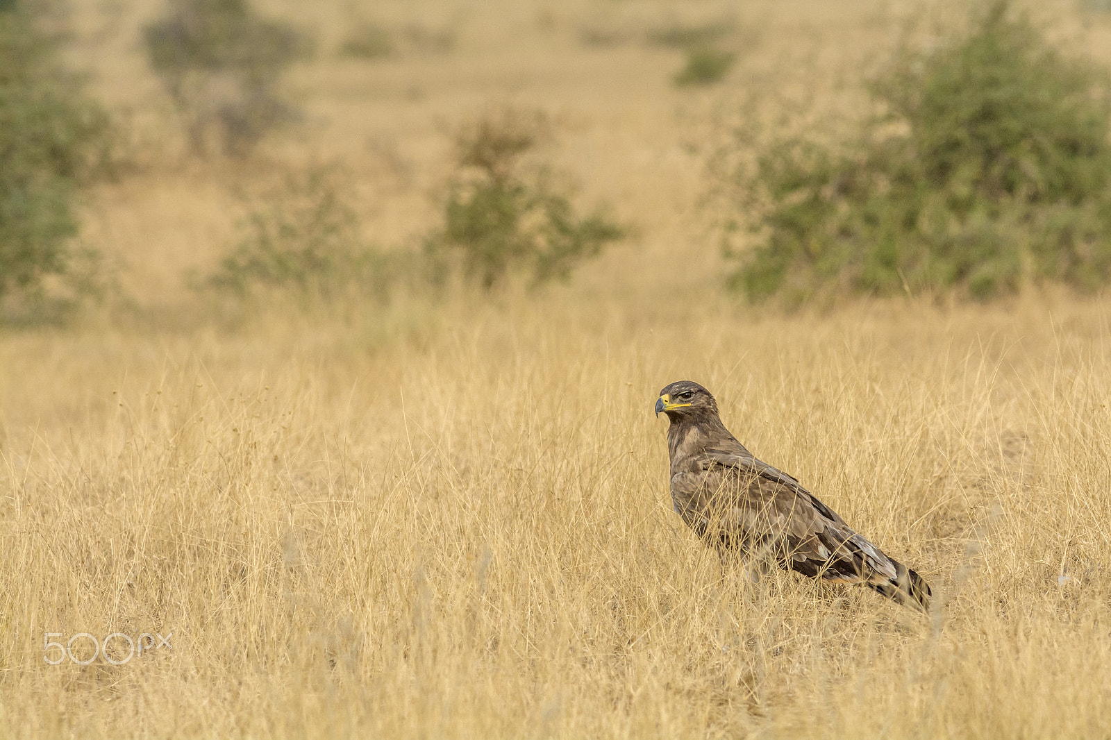 Nikon D7100 + Nikon AF-S Nikkor 300mm F4D ED-IF sample photo. Steppe eagle (aquila nipalensis) photography