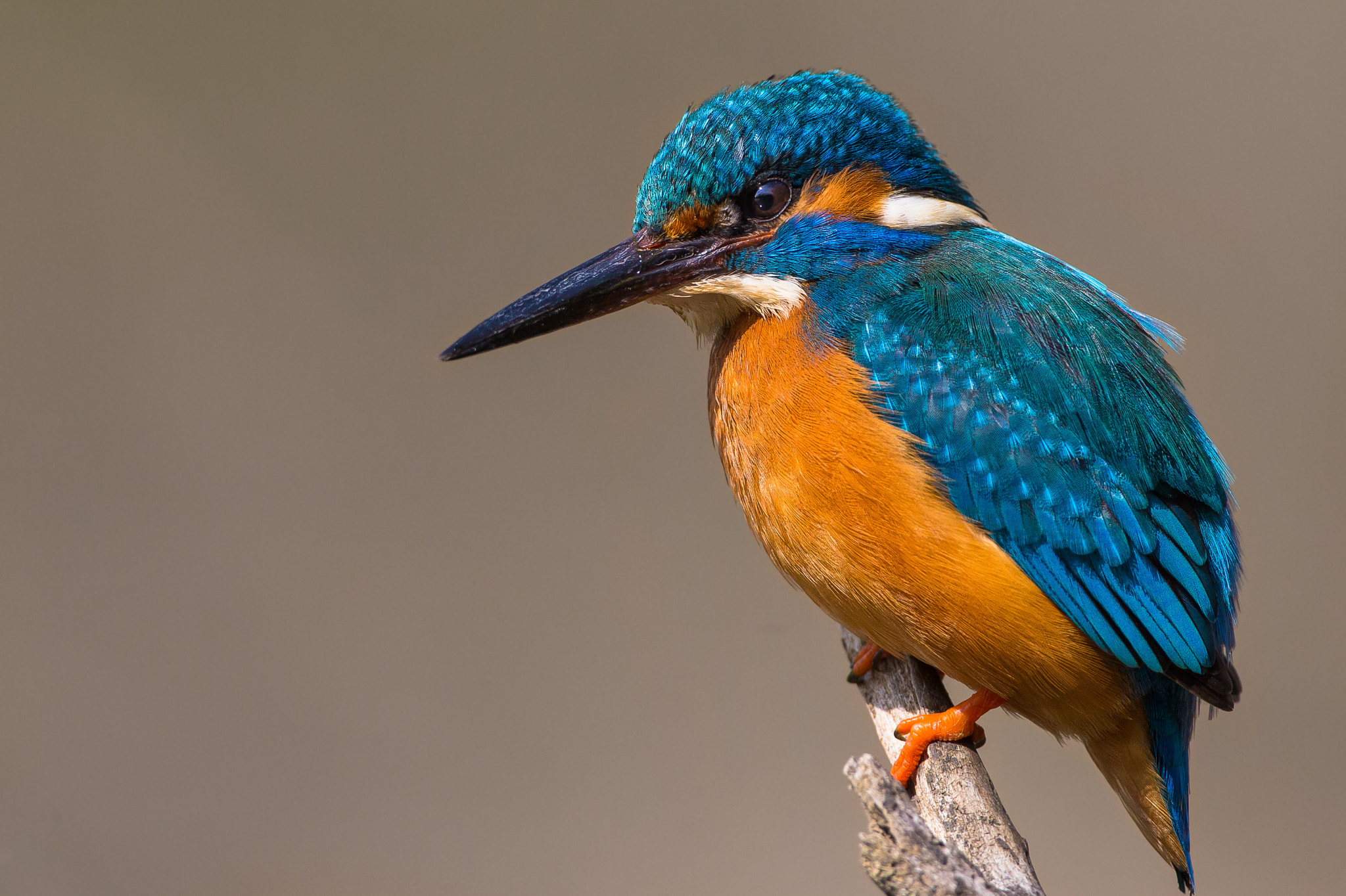 Canon EF 500mm F4L IS USM sample photo. Ritratto di martin pescatore photography