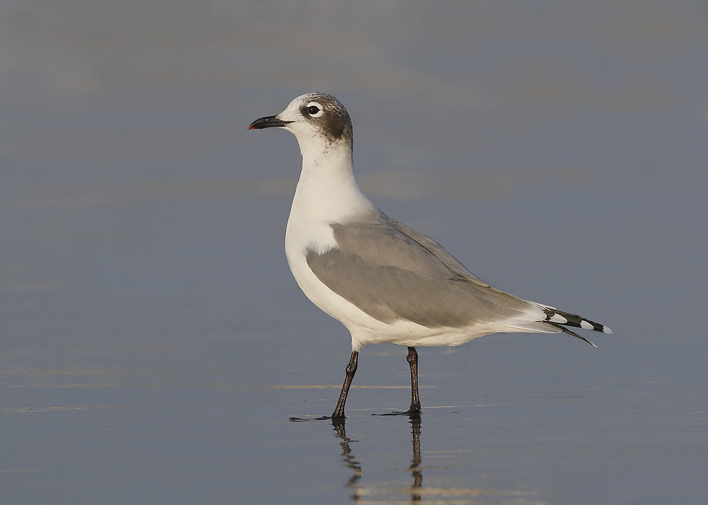 Canon EOS-1D X + Canon EF 300mm F2.8L IS USM sample photo. Franklin's gull photography