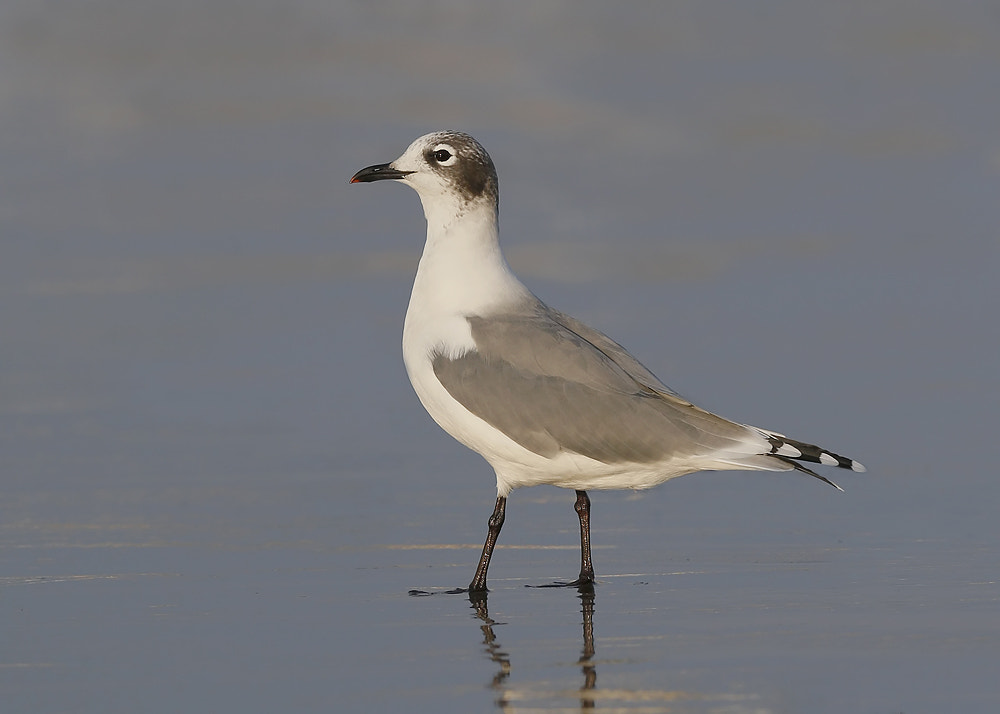 Canon EF 300mm F2.8L IS USM sample photo. Franklin's gull photography