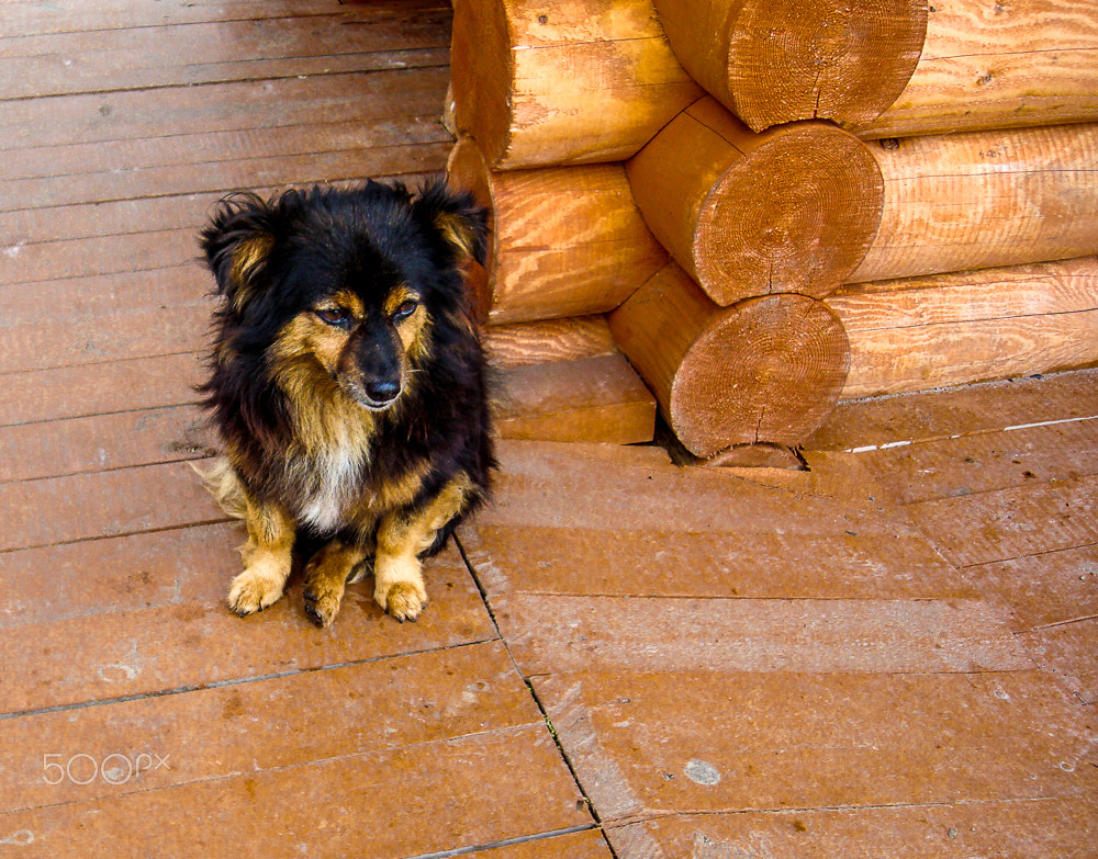 Sony DSC-W90 sample photo. Log cabin dog - russia photography