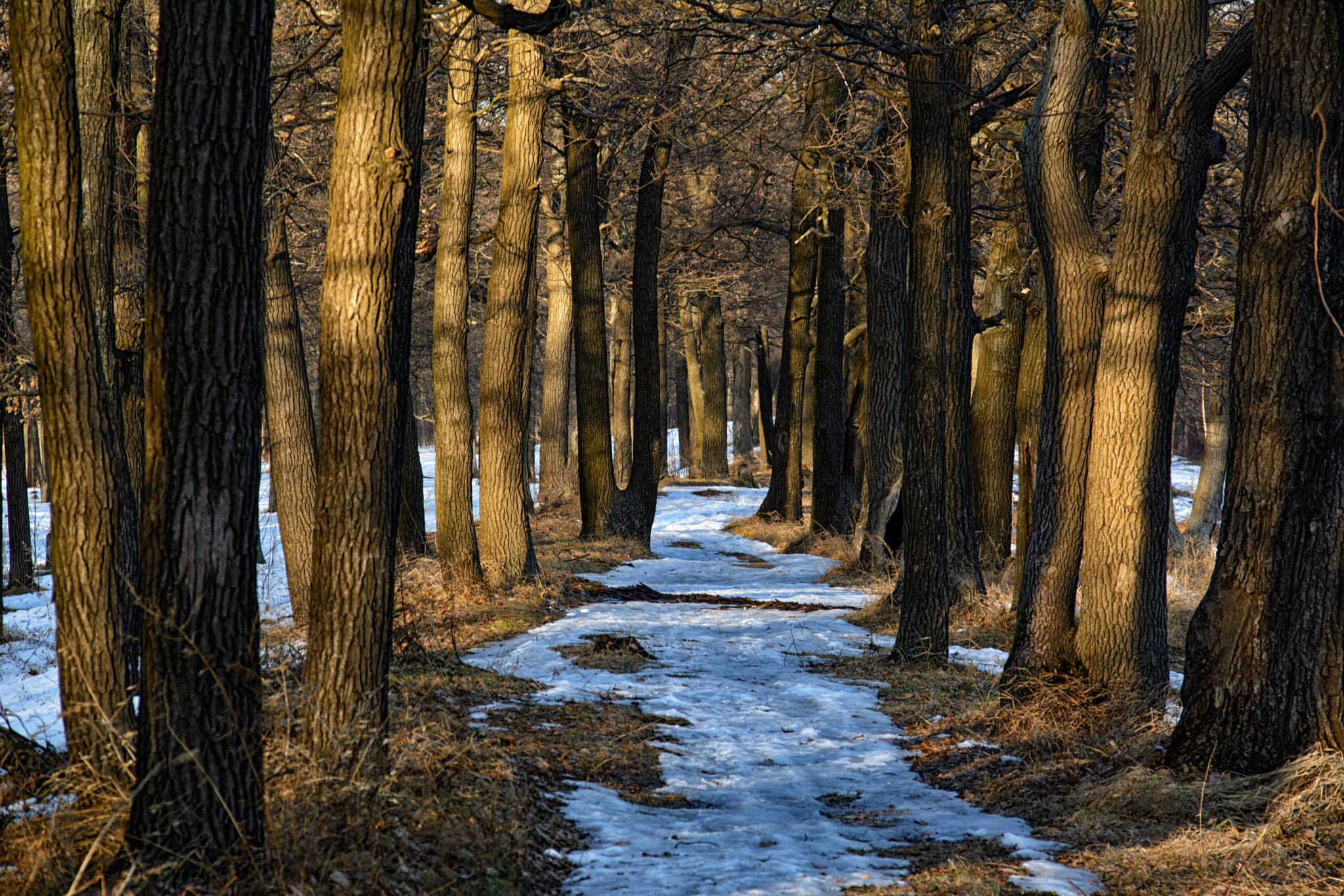 Sigma 28-300mm F3.5-6.3 DG Macro sample photo. Oaken gallery photography