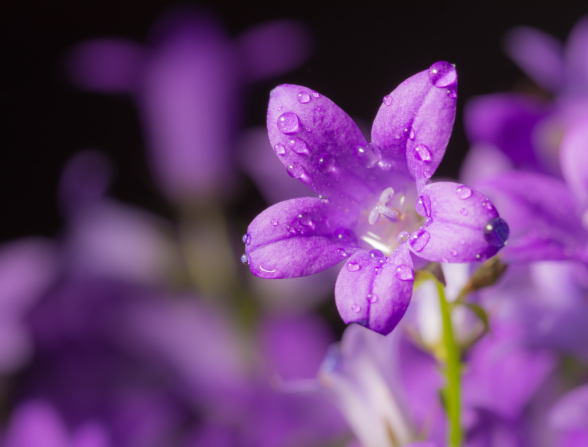 Nikon D7200 sample photo. Water drops on flower photography