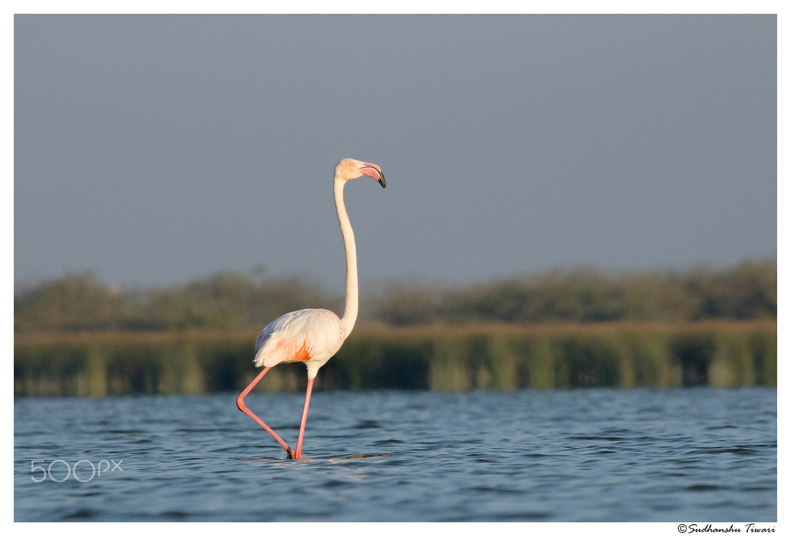 Tamron SP 150-600mm F5-6.3 Di VC USD sample photo. Greater flamingo (phoenicopterus roseus) - posing photography