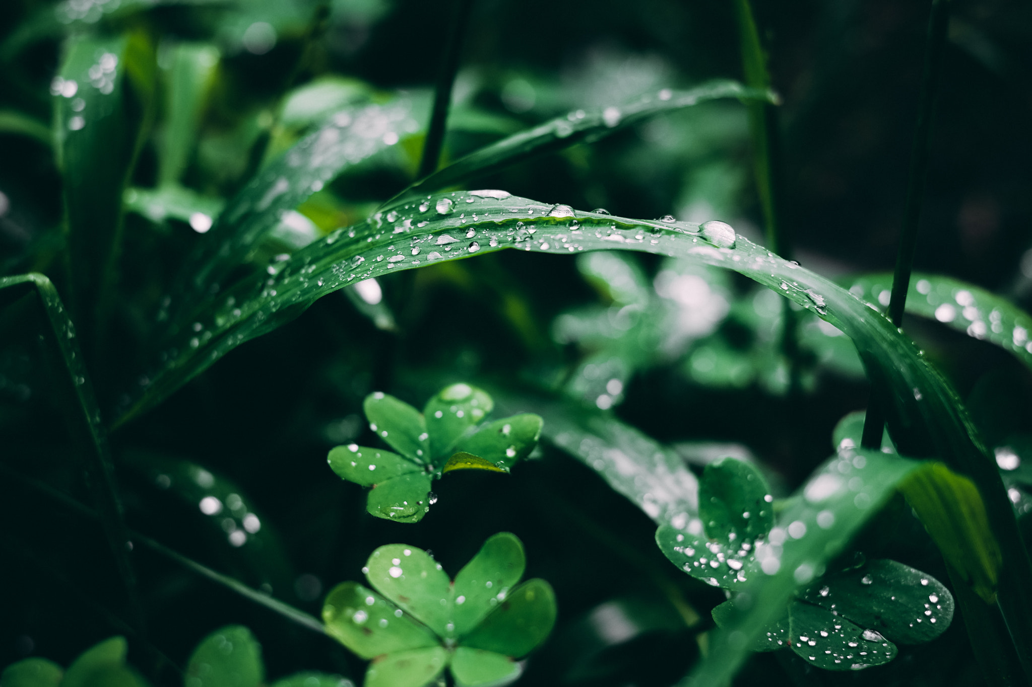 Fujifilm X-E2 + Fujifilm XF 35mm F1.4 R sample photo. Leprechaun lounge photography