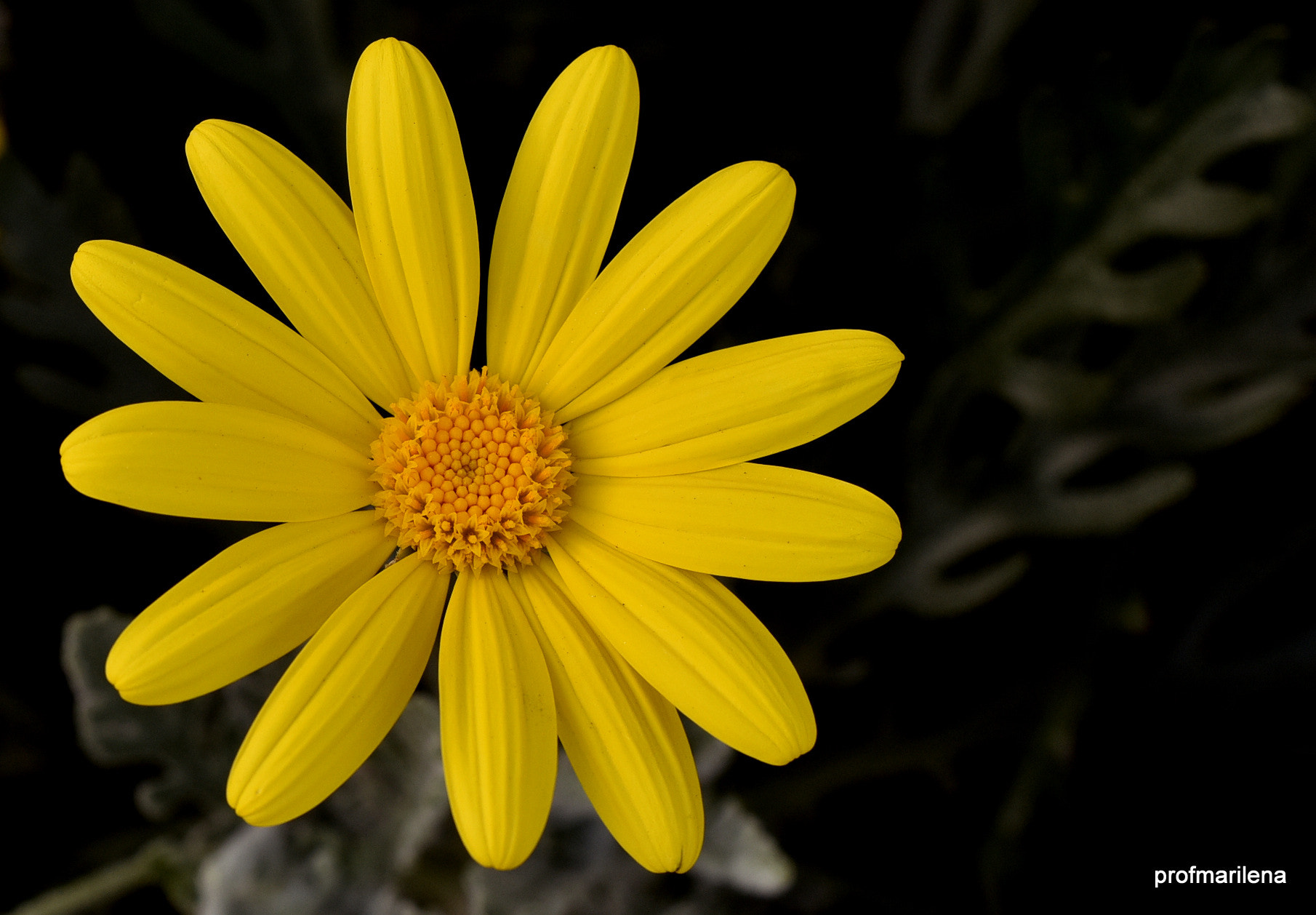 Nikon D810 + Sigma 150mm F2.8 EX DG OS Macro HSM sample photo. Undoubtedly yellow photography