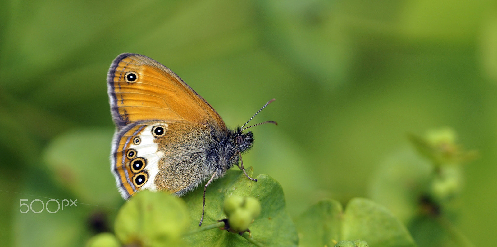 90mm F2.8 Macro SSM sample photo. Pearly heath photography