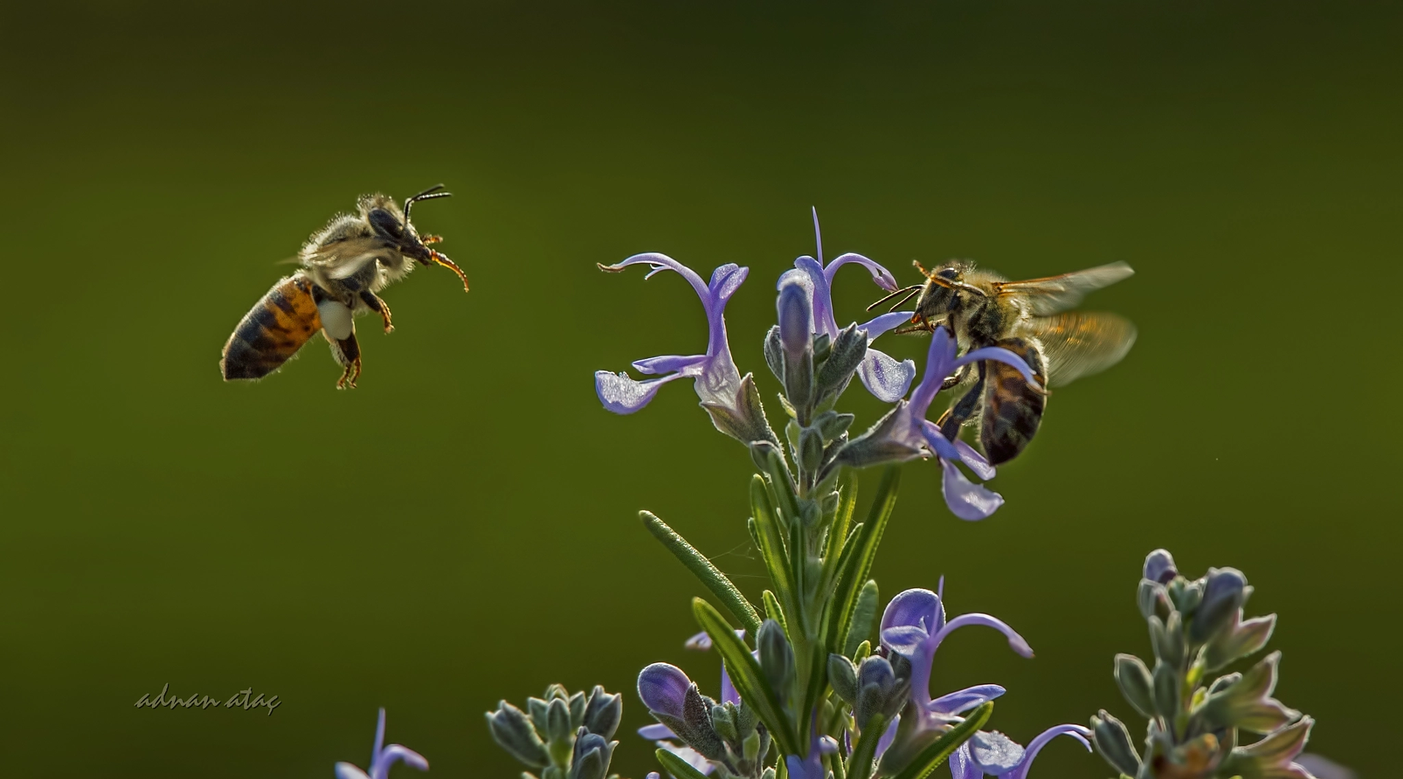 Sigma 50-500mm F4.5-6.3 DG OS HSM sample photo. Bal arısı (apis mellifica) ve biberiye çiçeği (rosmarinus officinalis) photography