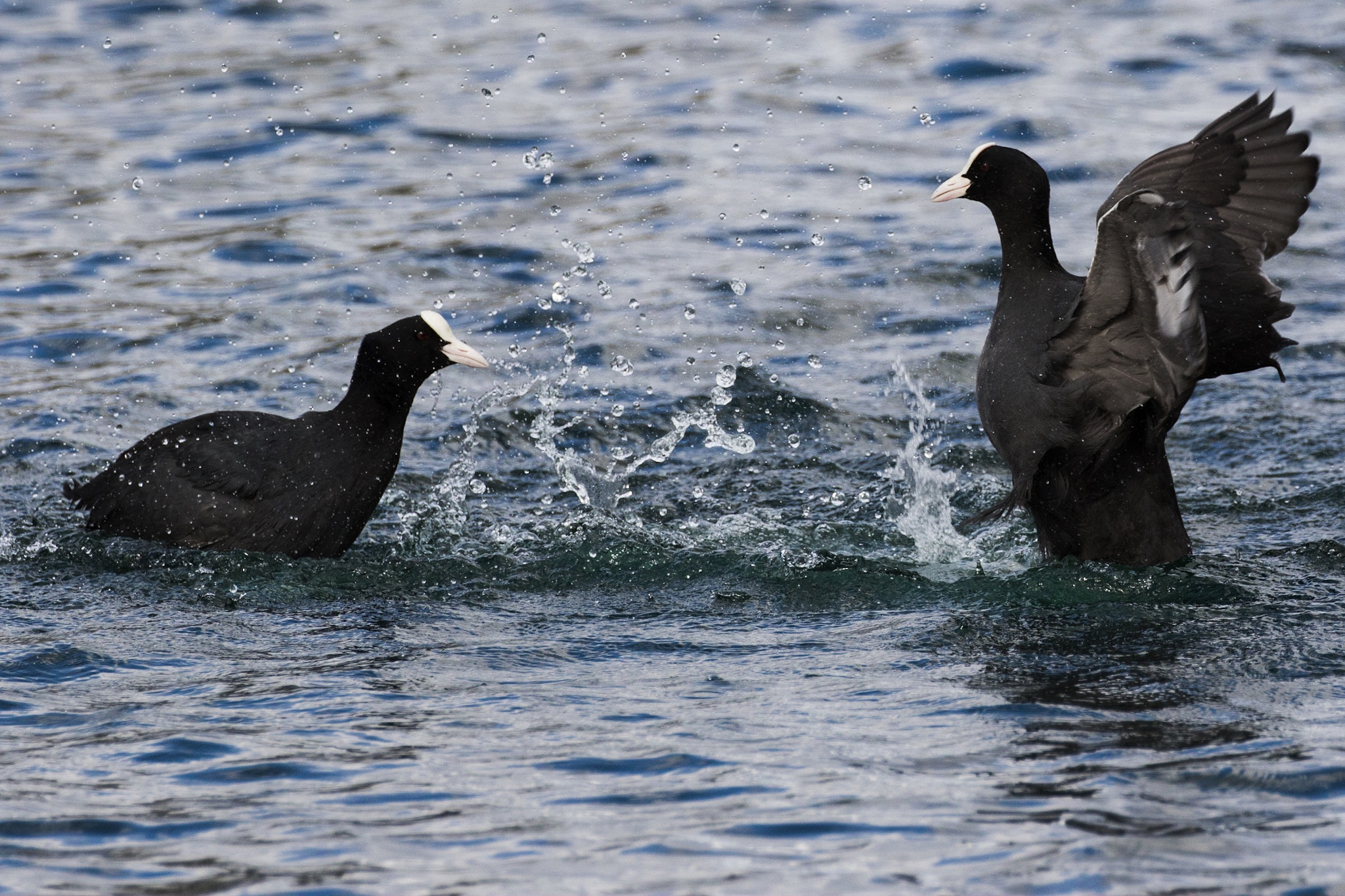 Canon EOS 7D Mark II + Canon EF 100-400mm F4.5-5.6L IS II USM sample photo. Birds #59 photography