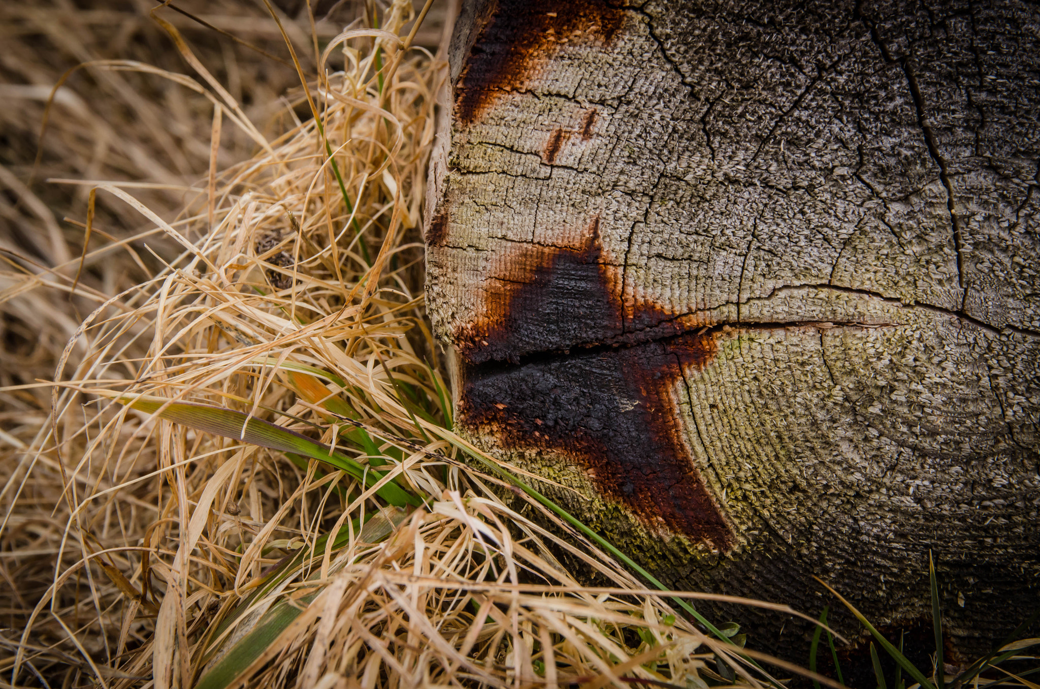 Sigma 17-70mm F2.8-4 DC Macro OS HSM | C sample photo. Tree photography