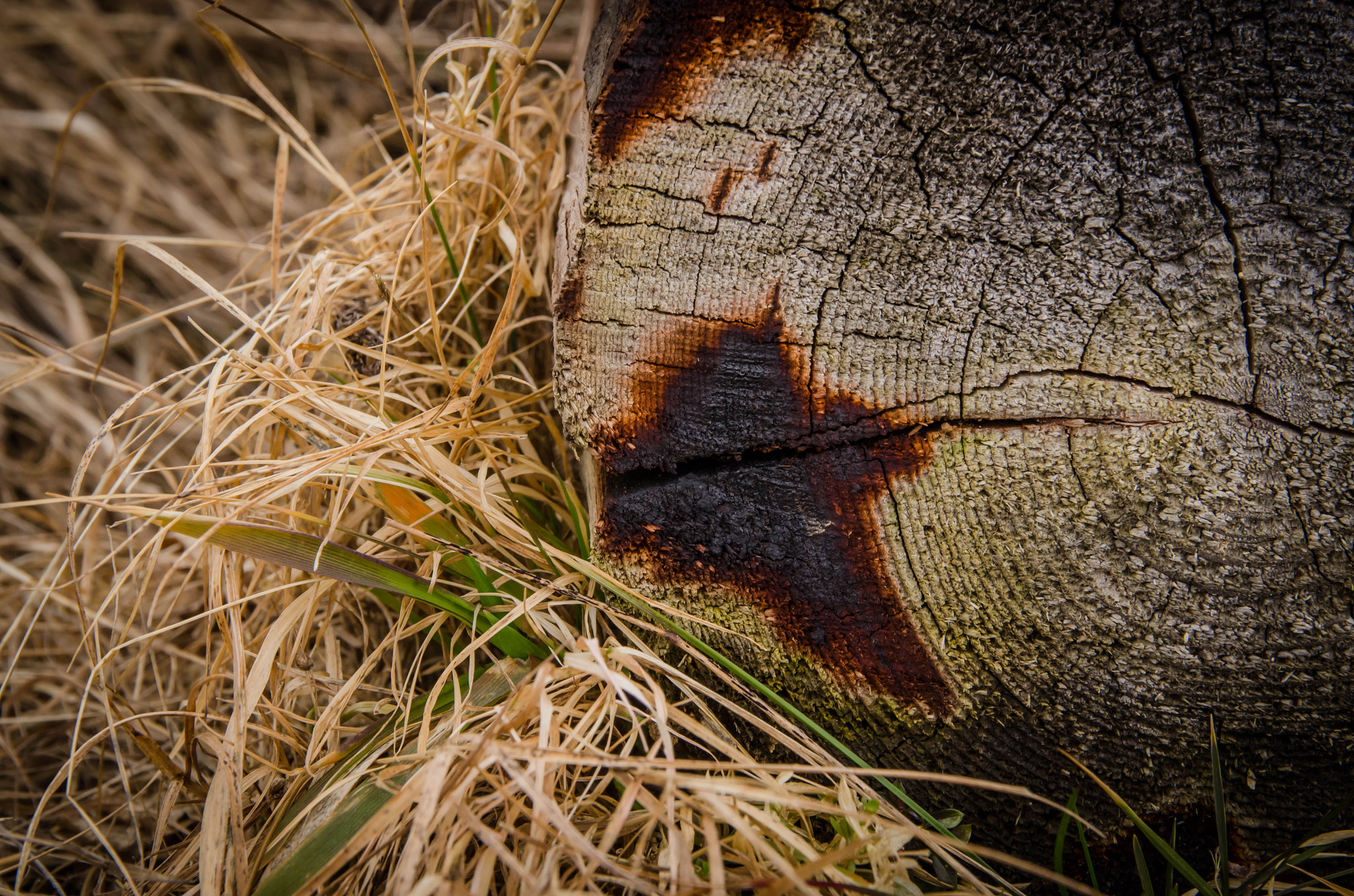 Nikon D7000 sample photo. Tree photography