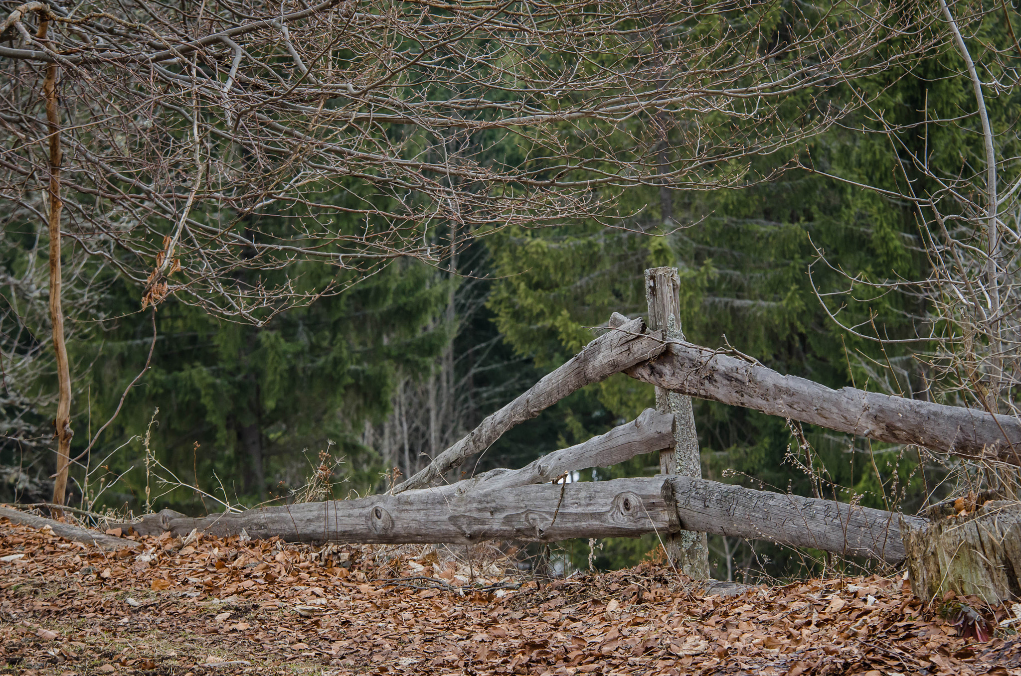 Nikon D7000 sample photo. A fence left photography