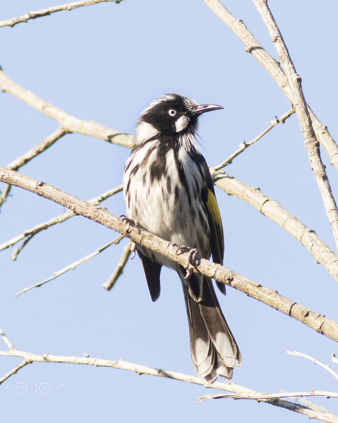 Canon EOS 80D + Canon EF 400mm F5.6L USM sample photo. New holland honeyeater photography