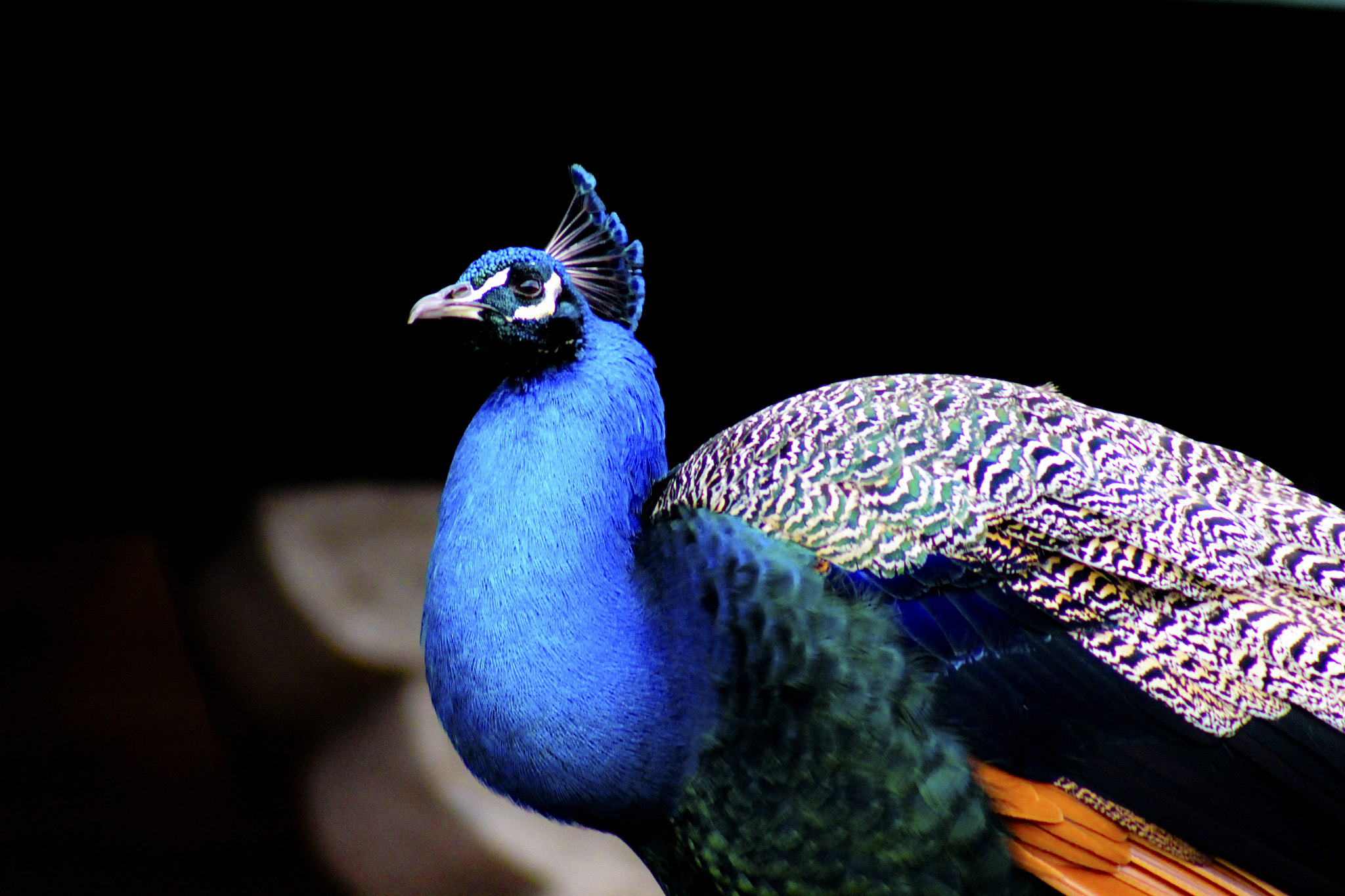 Canon EOS 1200D (EOS Rebel T5 / EOS Kiss X70 / EOS Hi) + EF75-300mm f/4-5.6 sample photo. Colorful bird. photography