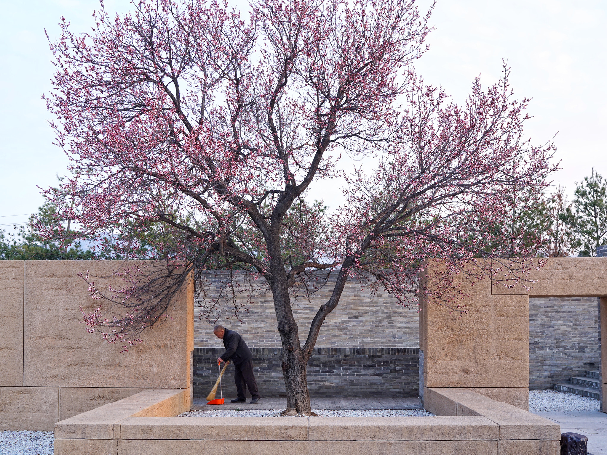 Sony a7R II + Sony Distagon T* FE 35mm F1.4 ZA sample photo. Spring in the temple of 5 dragon photography