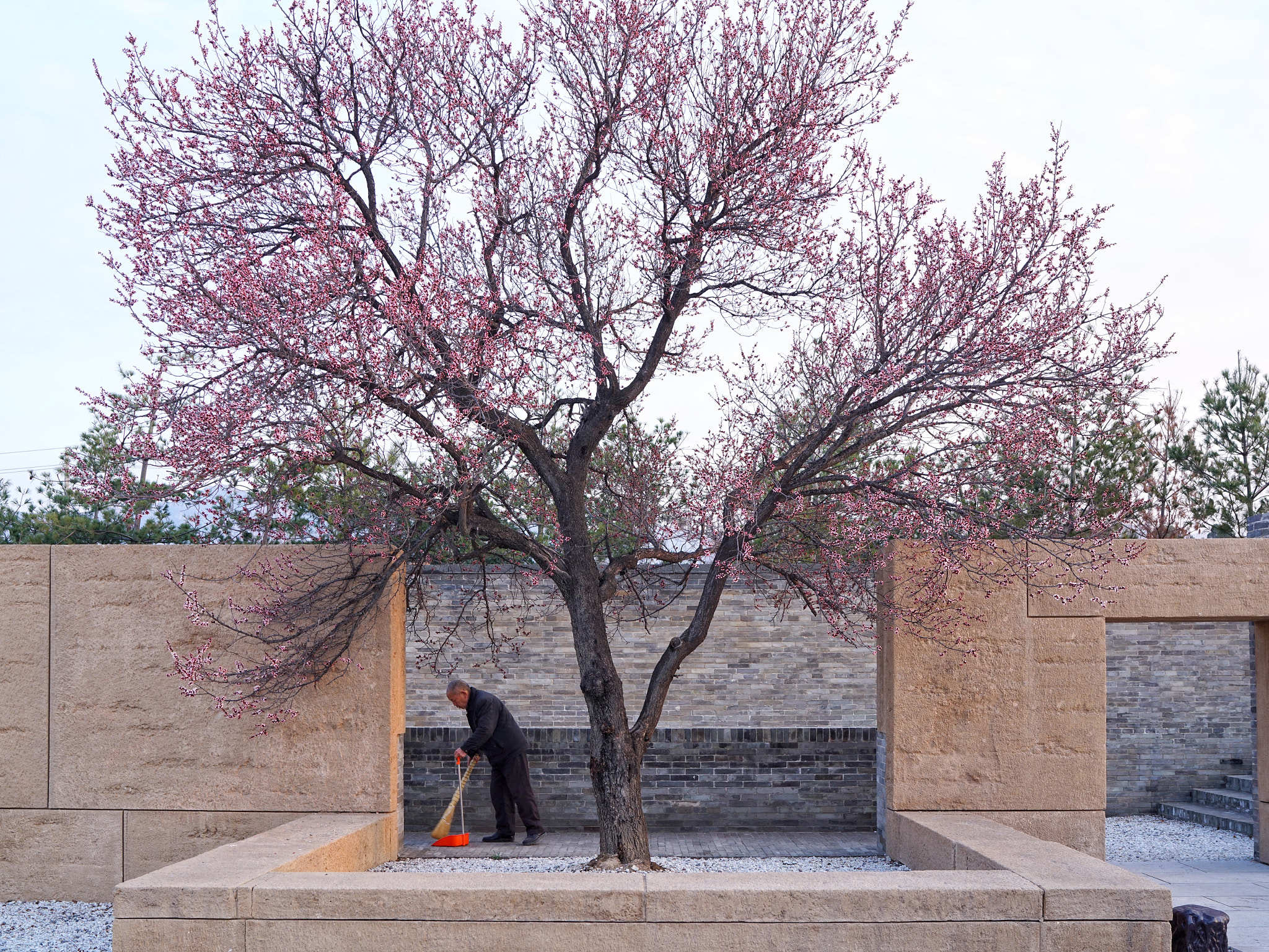 Sony a7R II + Sony Distagon T* FE 35mm F1.4 ZA sample photo. Spring in the temple of 5 dragon photography