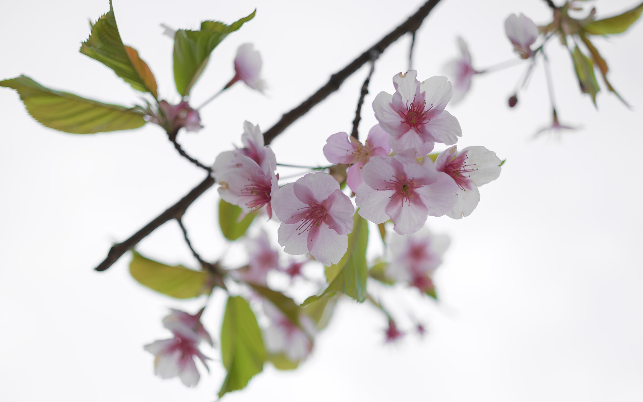 ZEISS Touit 32mm F1.8 sample photo. Little uneasiness, little expectation photography