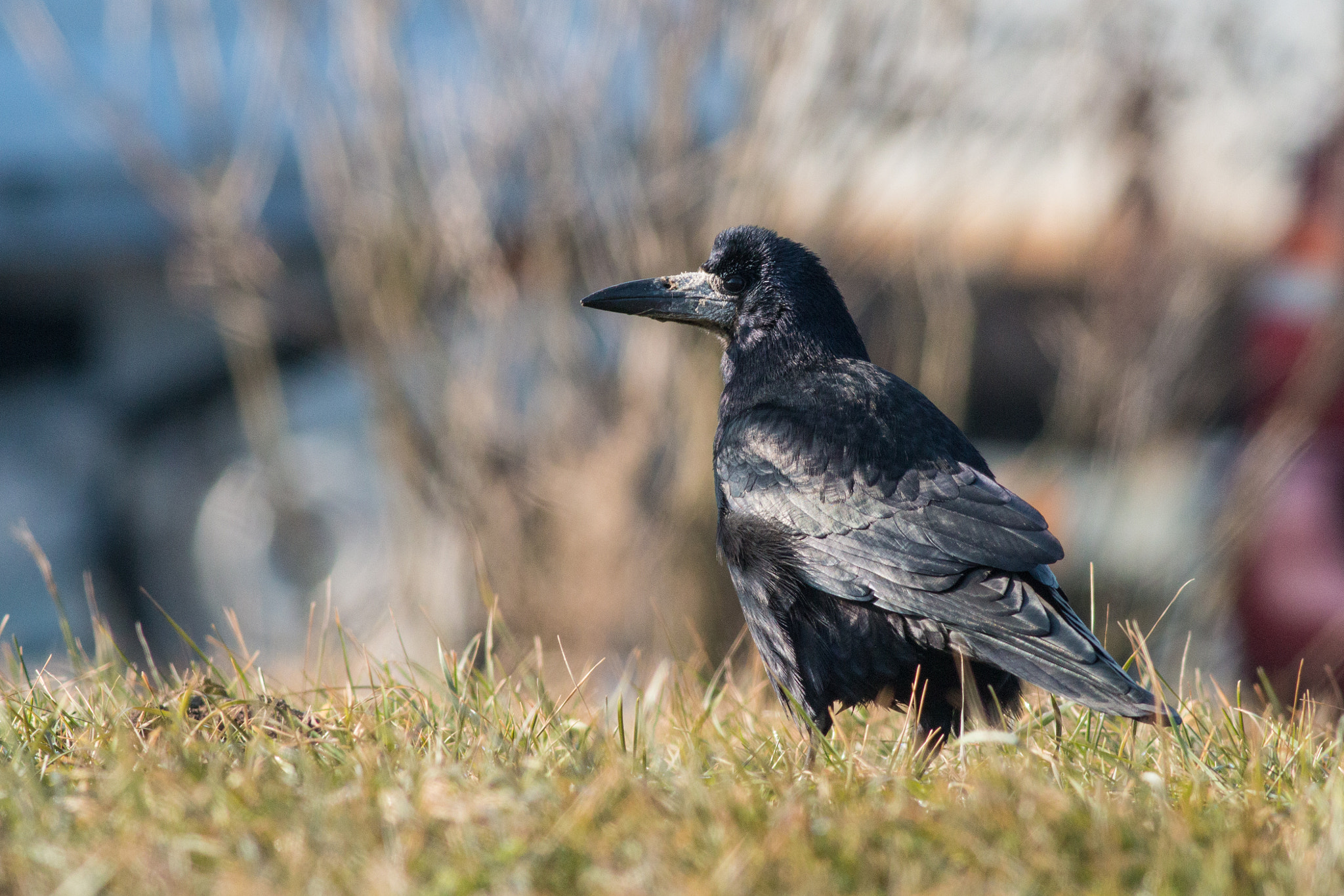 Canon EF 400mm F5.6L USM sample photo. Rook photography