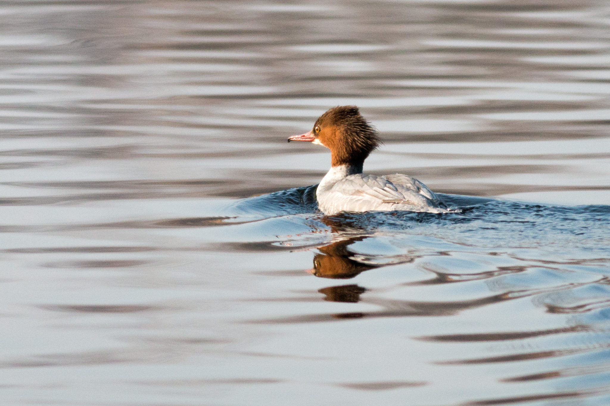 Canon EOS 70D + Canon EF 400mm F5.6L USM sample photo. Common merganser photography