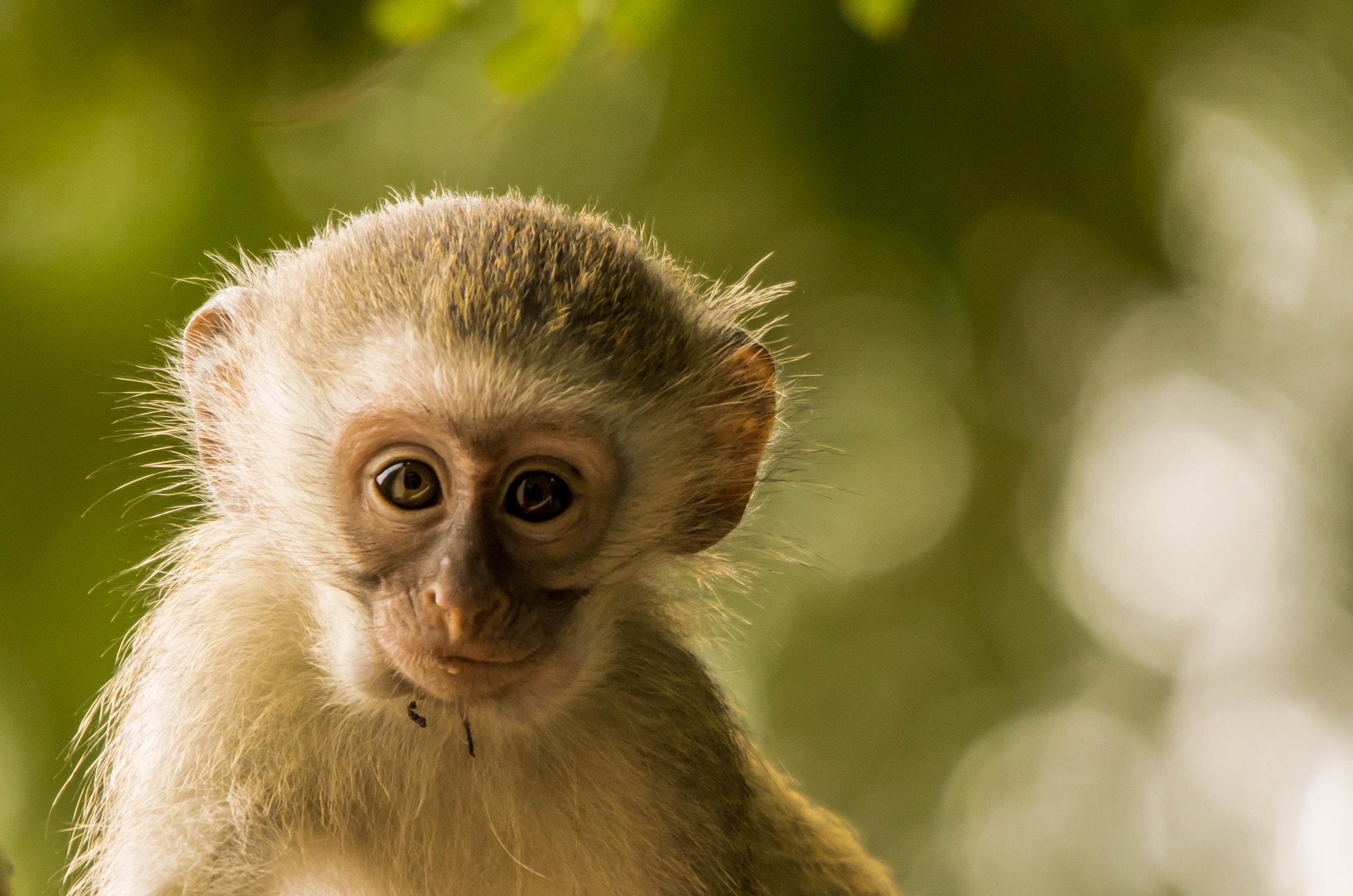 Nikon D3200 + Sigma 150-500mm F5-6.3 DG OS HSM sample photo. African vervet monkey baby photography