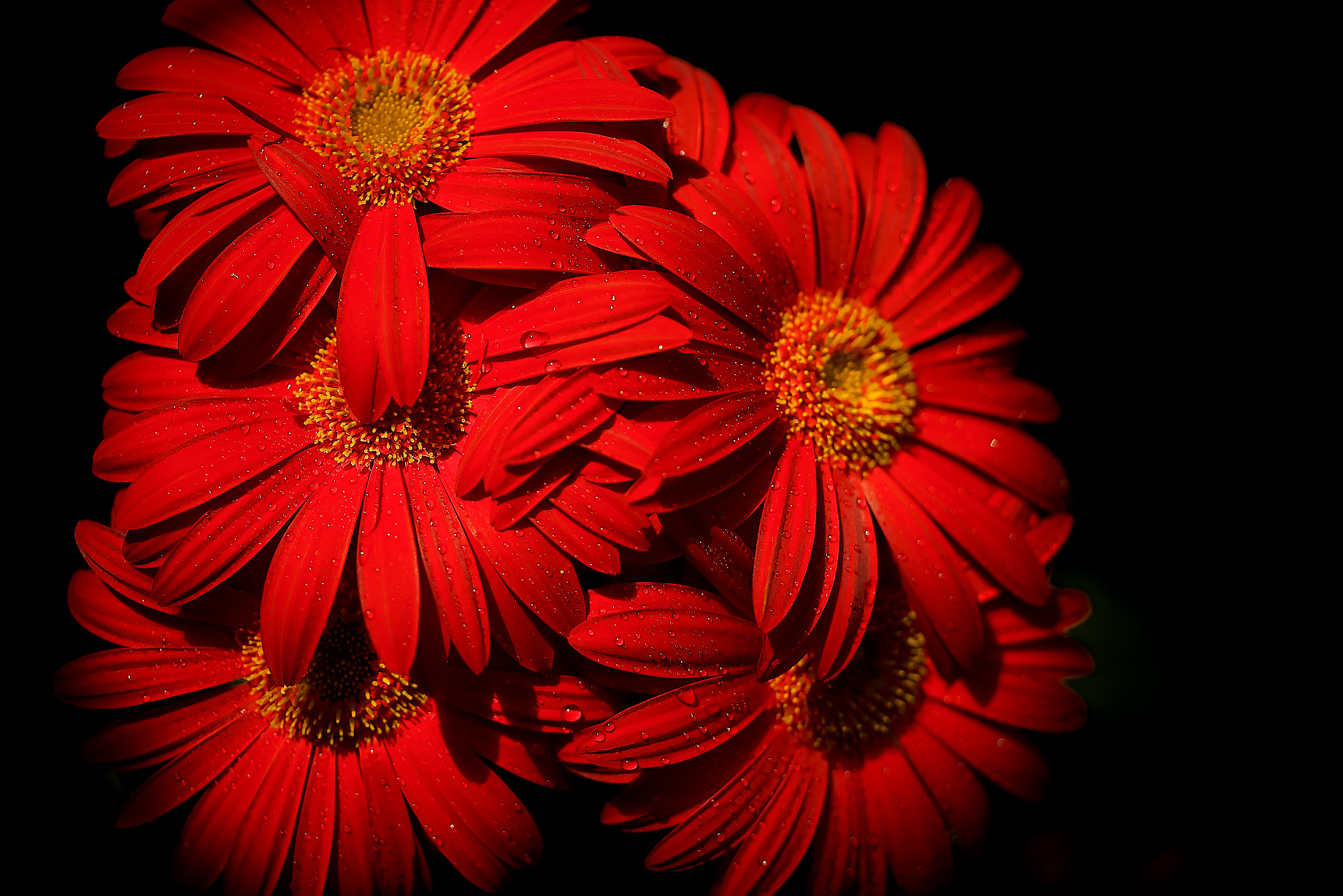 Sony a7R + Sony FE 90mm F2.8 Macro G OSS sample photo. Red flower photography