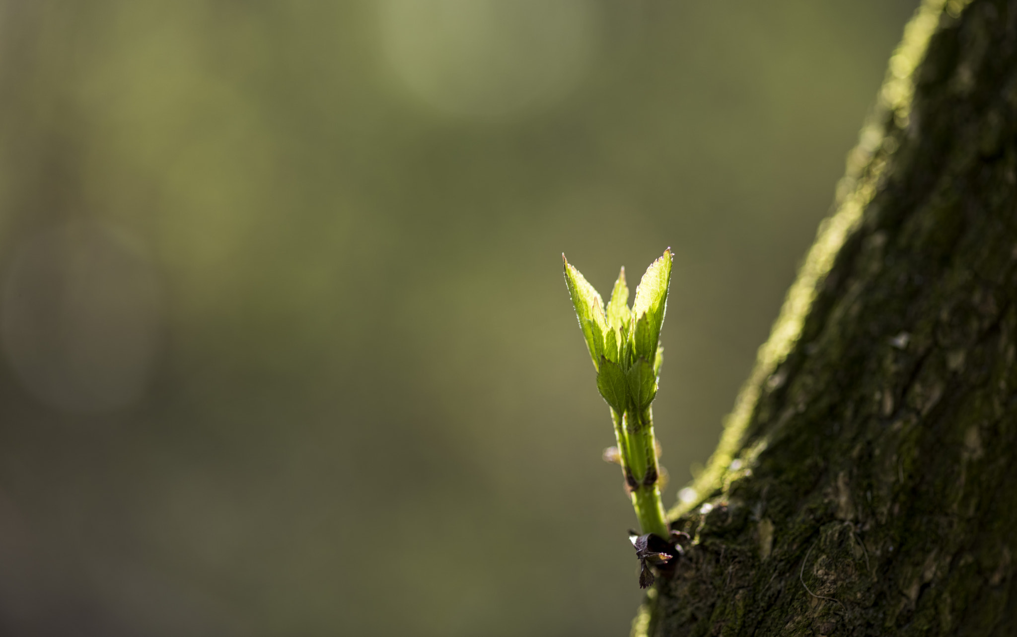 Nikon D810 + ZEISS Makro-Planar T* 100mm F2 sample photo. E tutto mi sa di miracolo photography