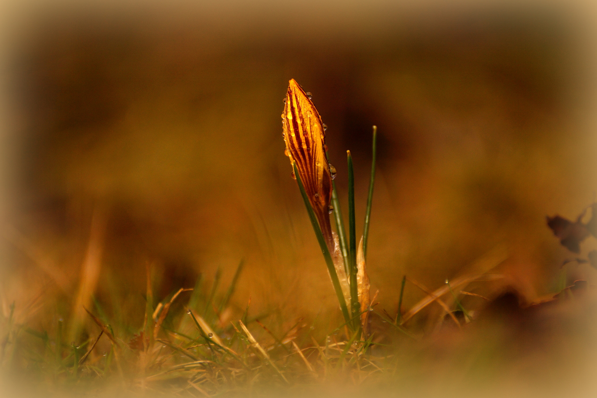 Sony DT 55-300mm F4.5-5.6 SAM sample photo. Crocus photography