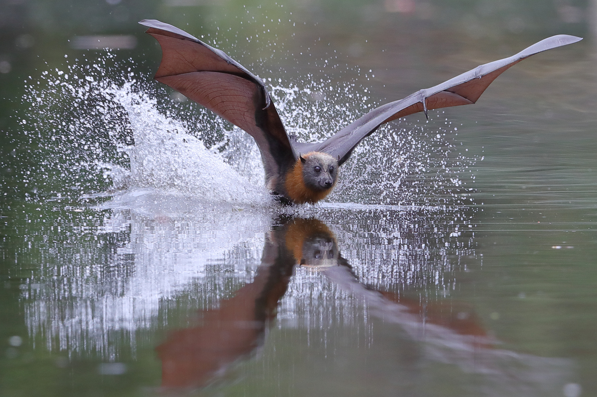 Canon EF 400mm F2.8L IS II USM sample photo. Flying fox photography