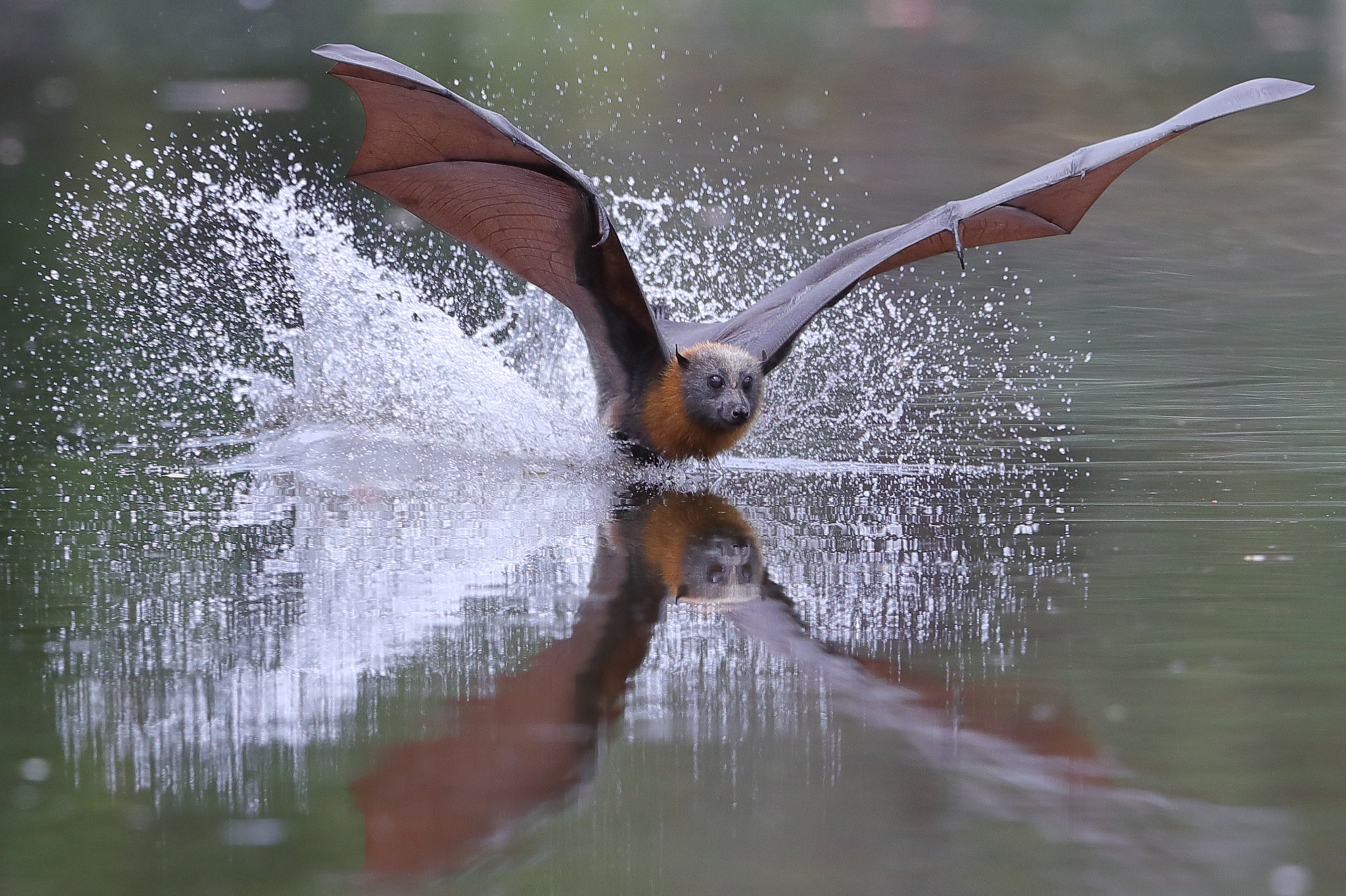 Canon EOS-1D X Mark II + Canon EF 400mm F2.8L IS II USM sample photo. Flying fox photography