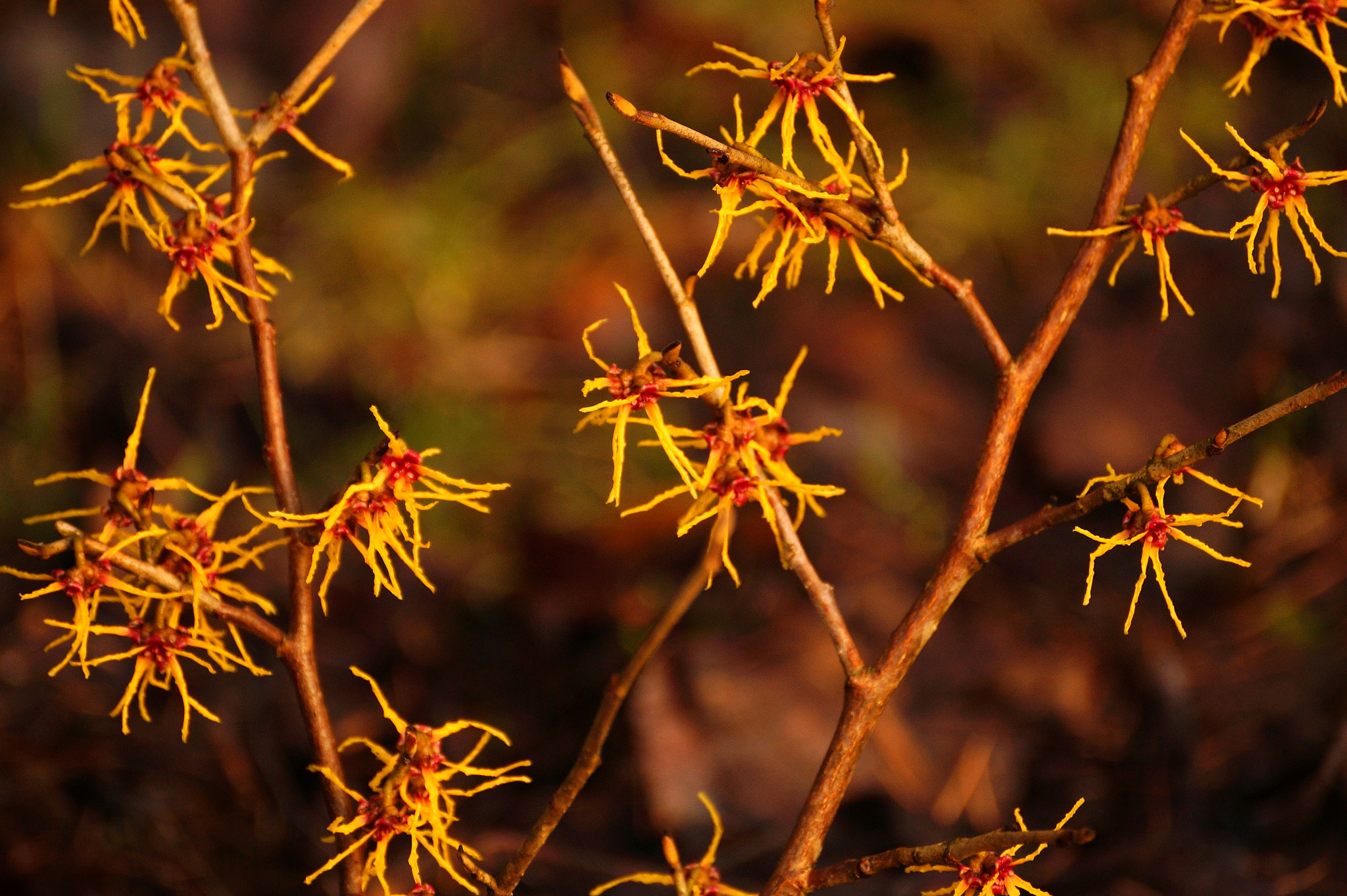 Sony DT 55-300mm F4.5-5.6 SAM sample photo. Hamamelis photography